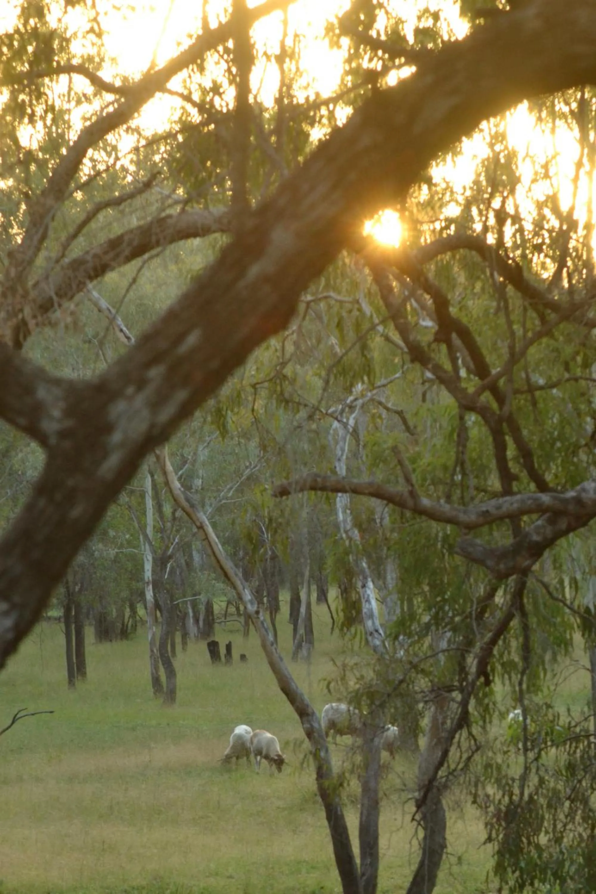 Natural landscape in The Laurels of Chinchilla