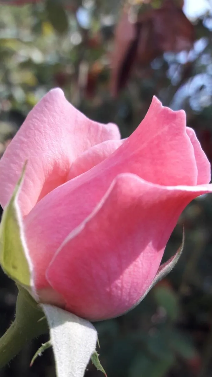Rose Apart