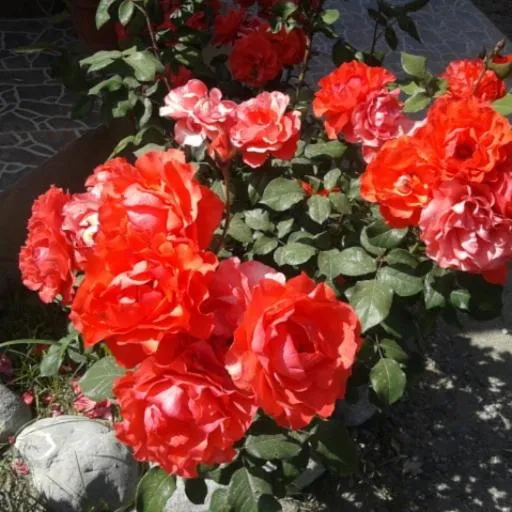 Rose Apart
