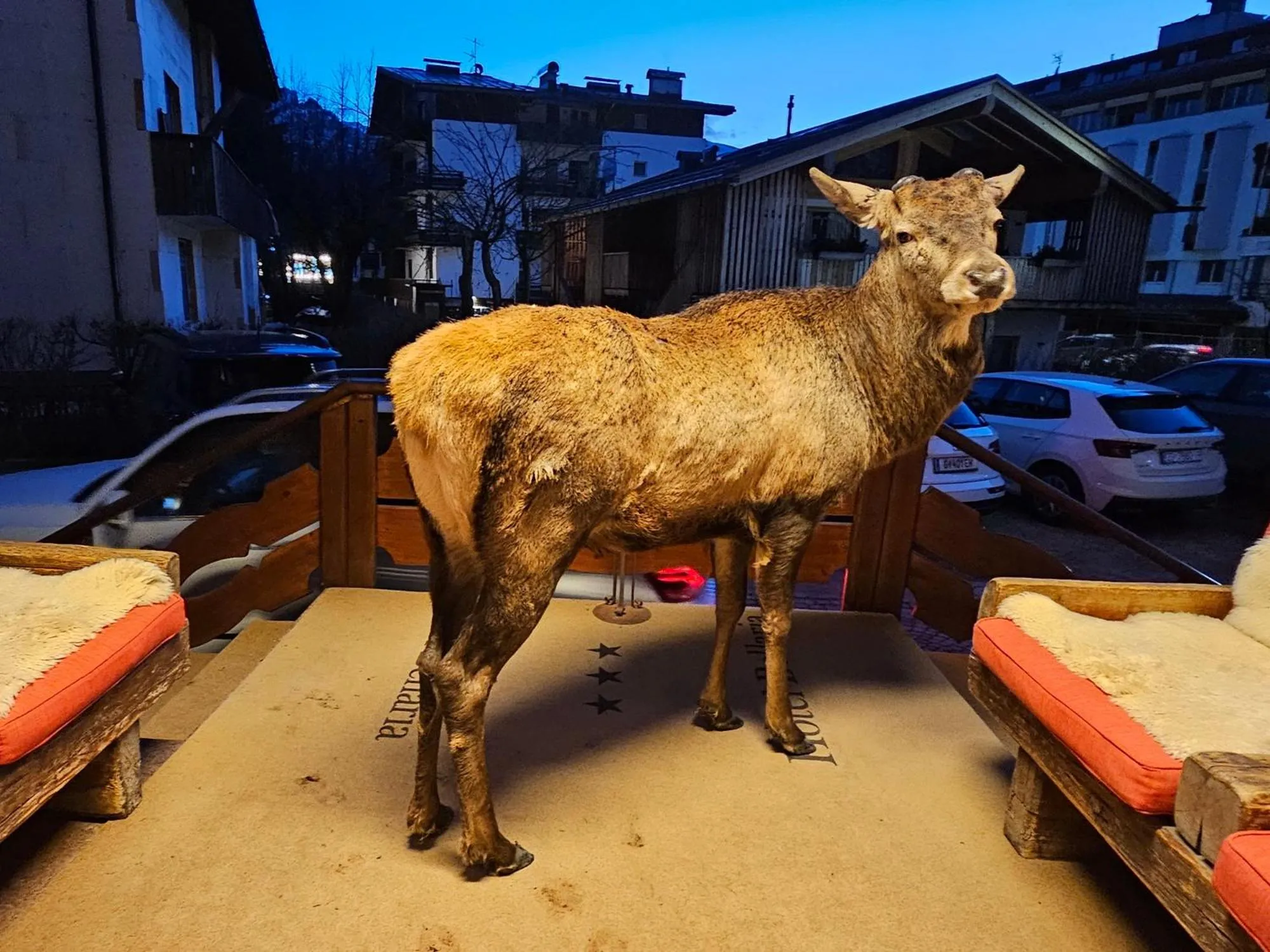 Lobby or reception in Hotel Bellaria - Cortina d'Ampezzo