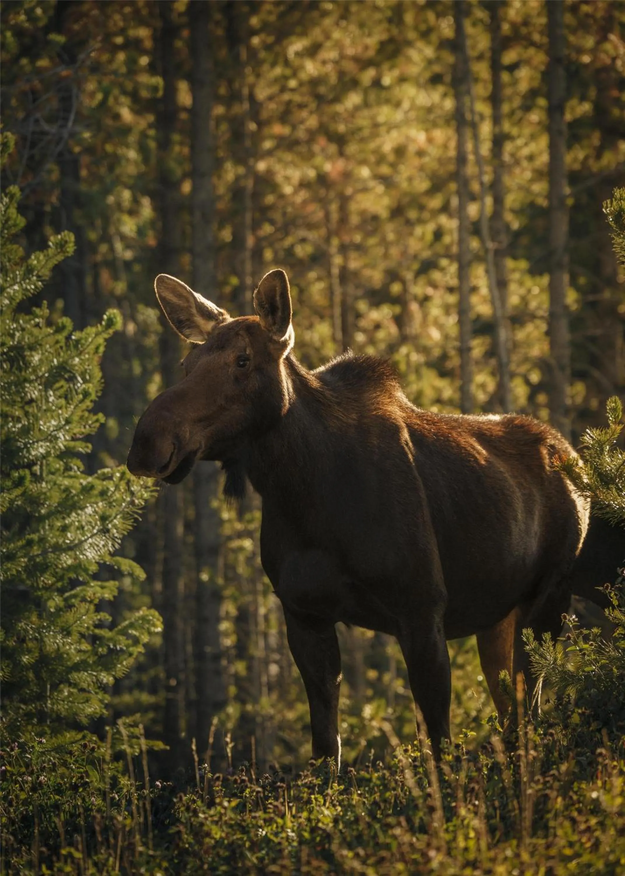 View (from property/room) in One&Only Moonlight Basin