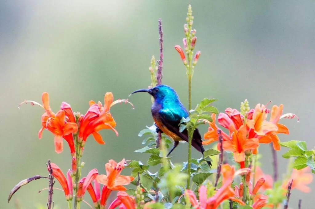 Nyore Hillside Retreat