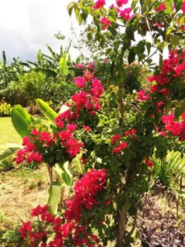 Garden in Nyore Hillside Retreat