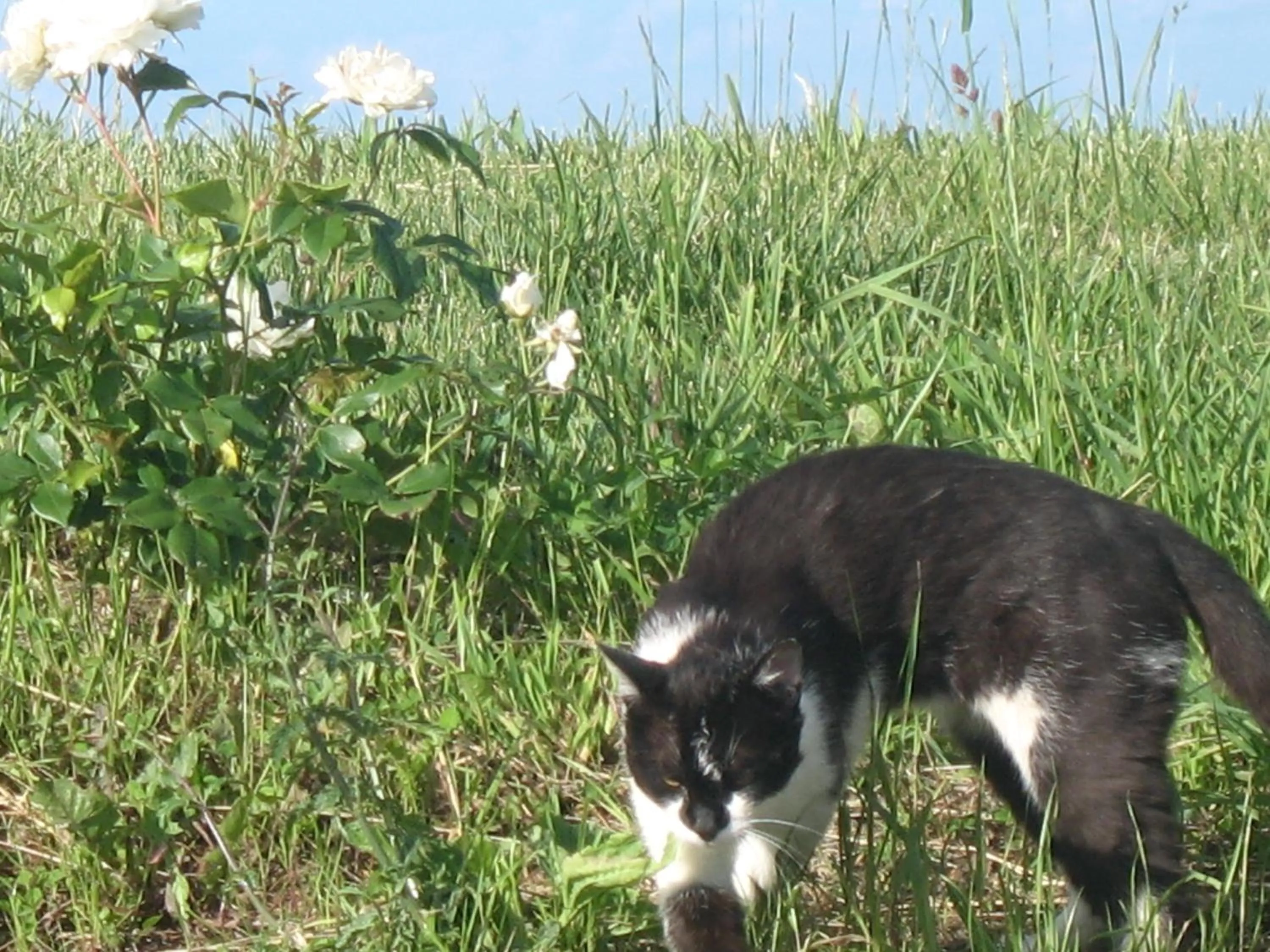 Pets in il Balcone sul Monferrato
