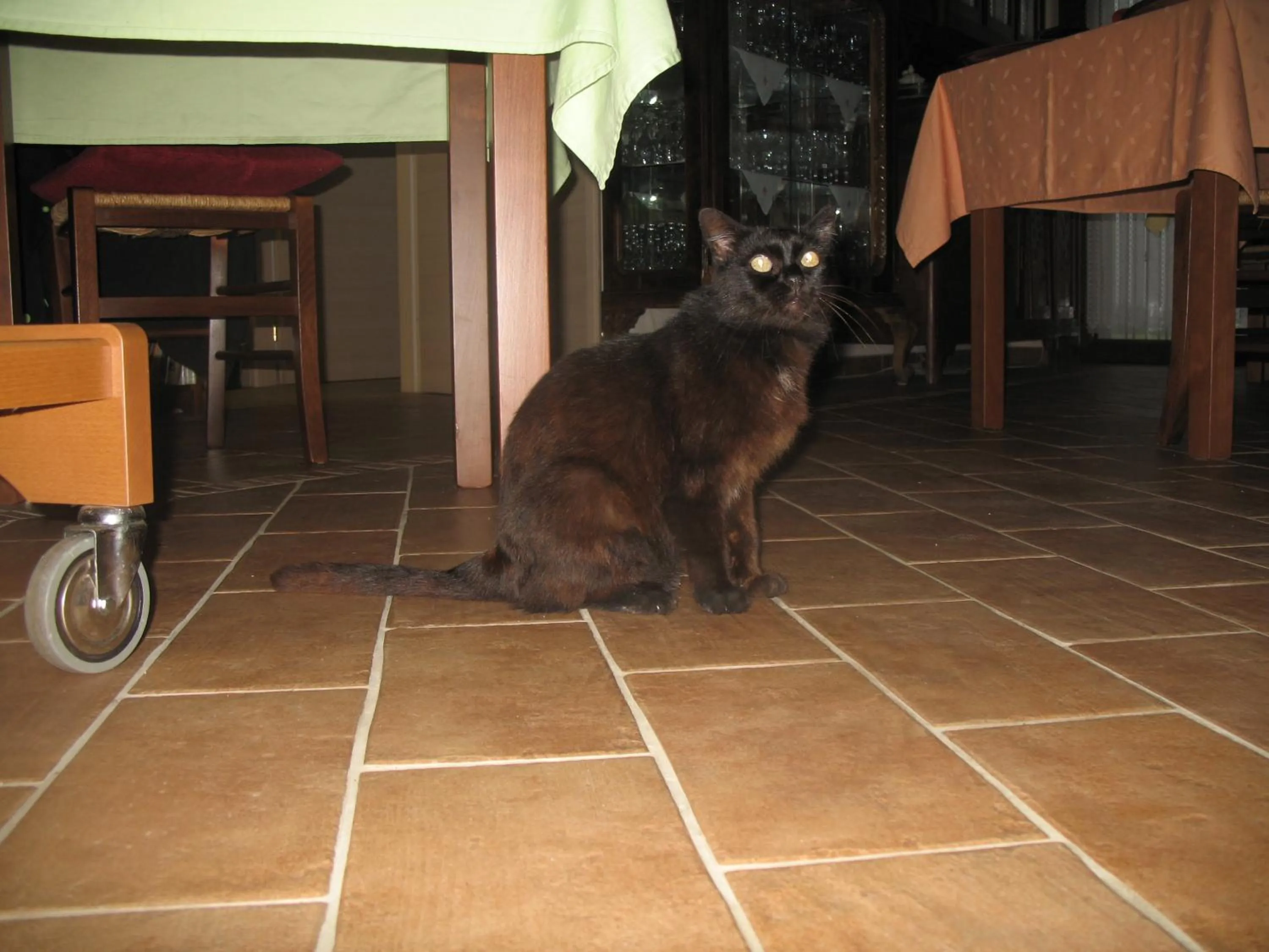 Pets in il Balcone sul Monferrato