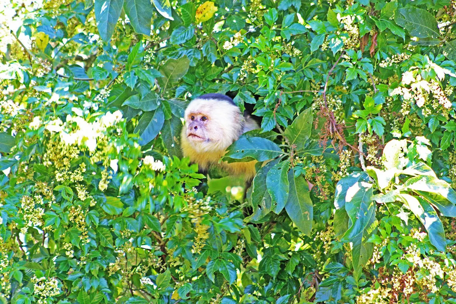 Animals in Cloud Forest Lodge