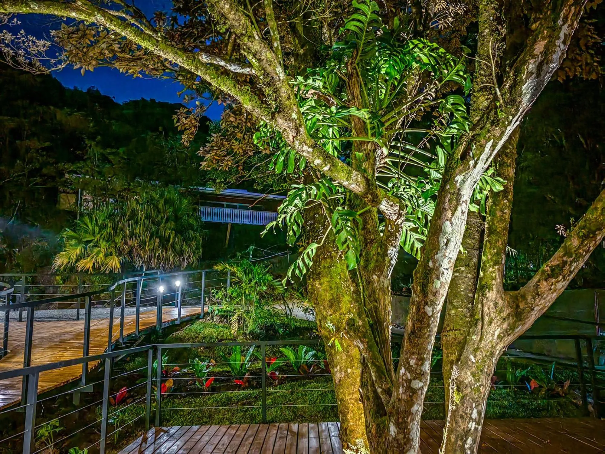 Garden view in Cloud Forest Lodge