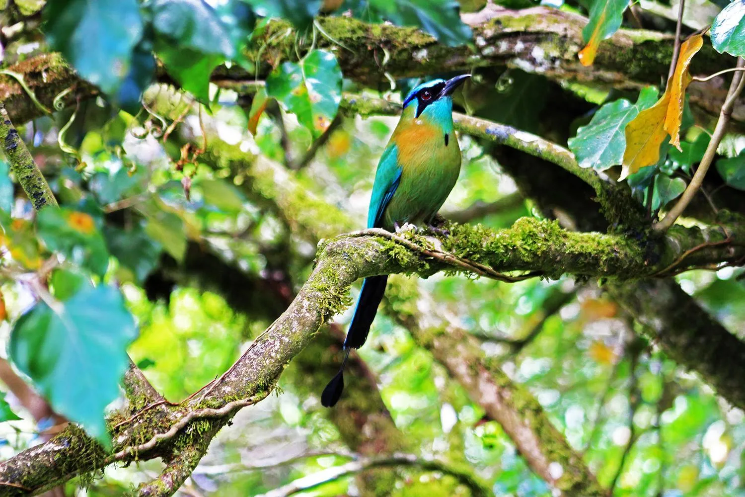 Animals in Cloud Forest Lodge