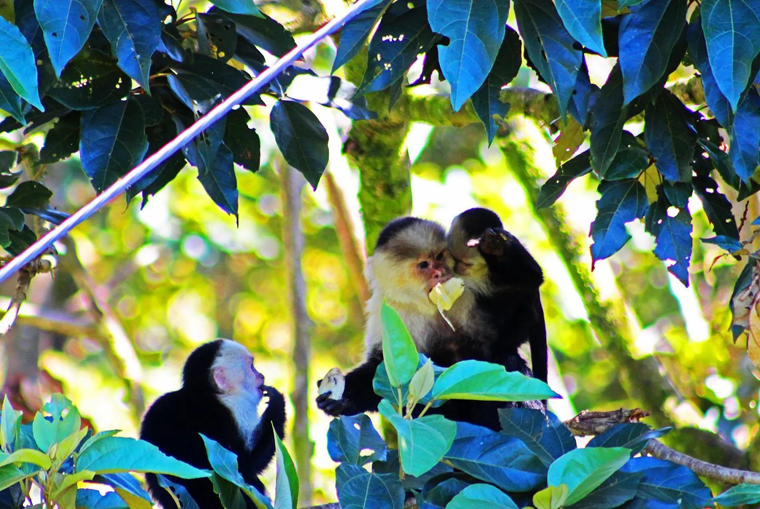 Animals in Cloud Forest Lodge