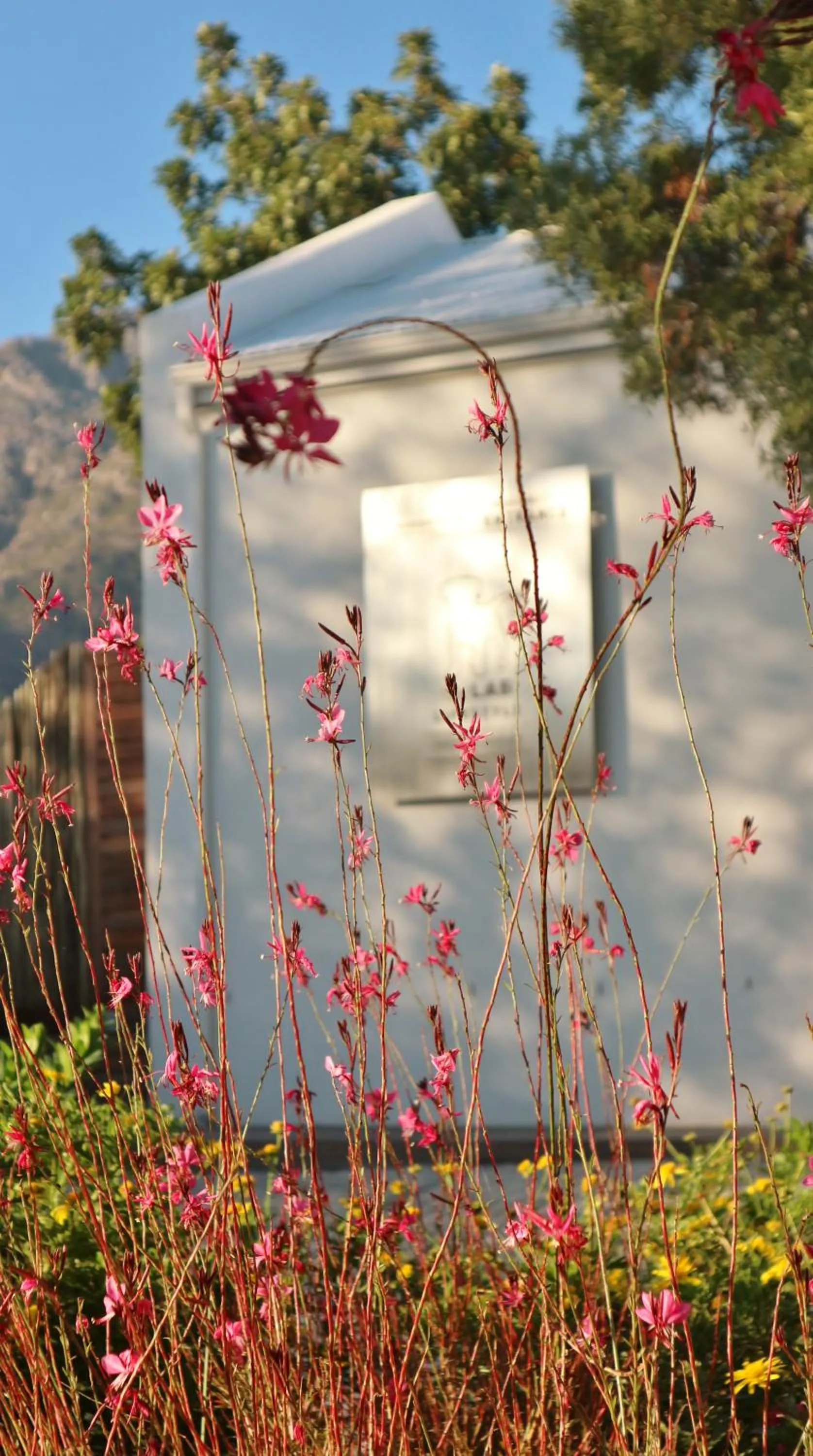 Garden in theLAB Franschhoek