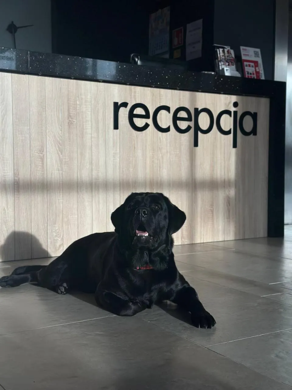 Animals in Hotel Zatoka