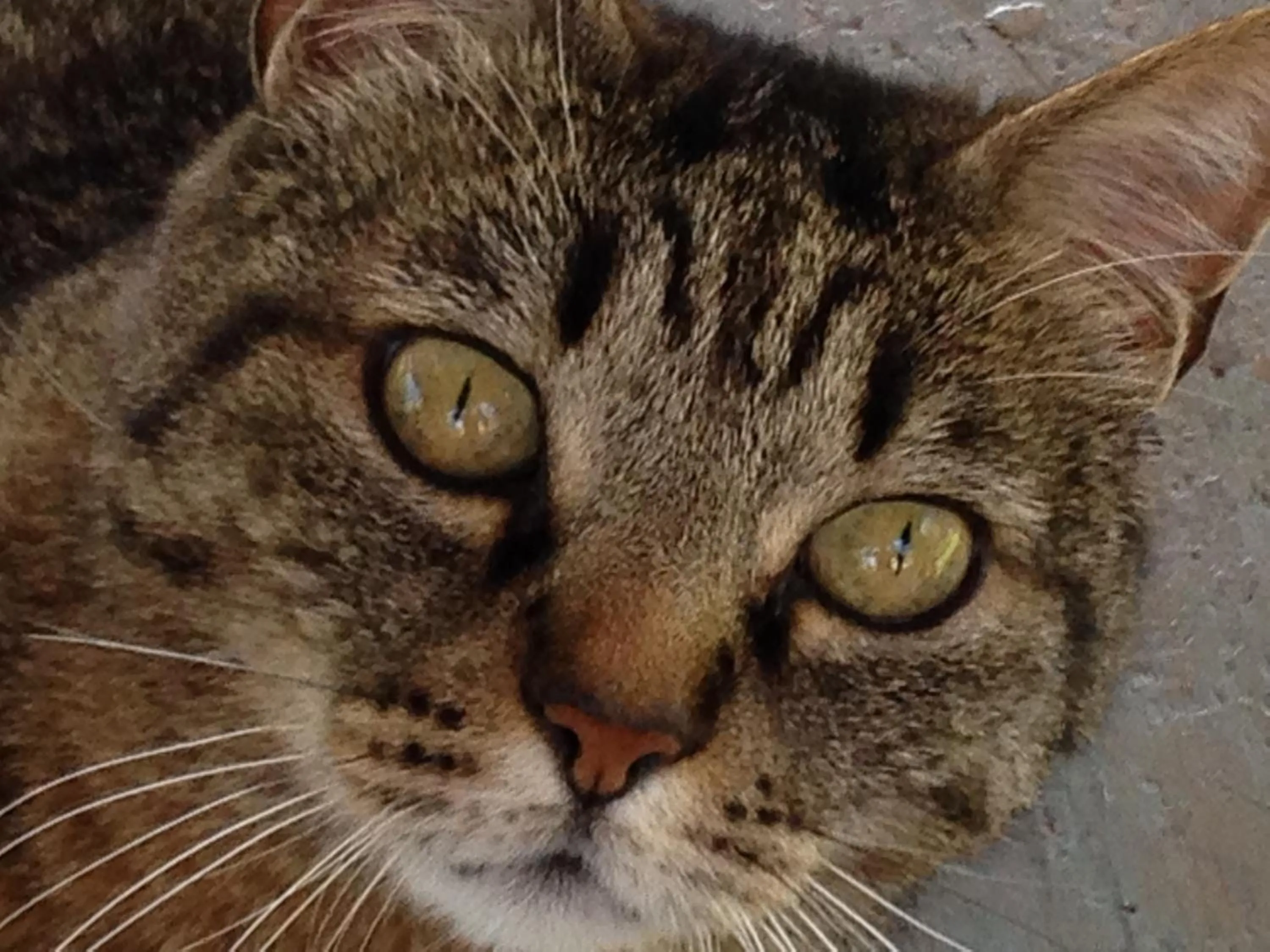 Pets in Le Palazze B&b