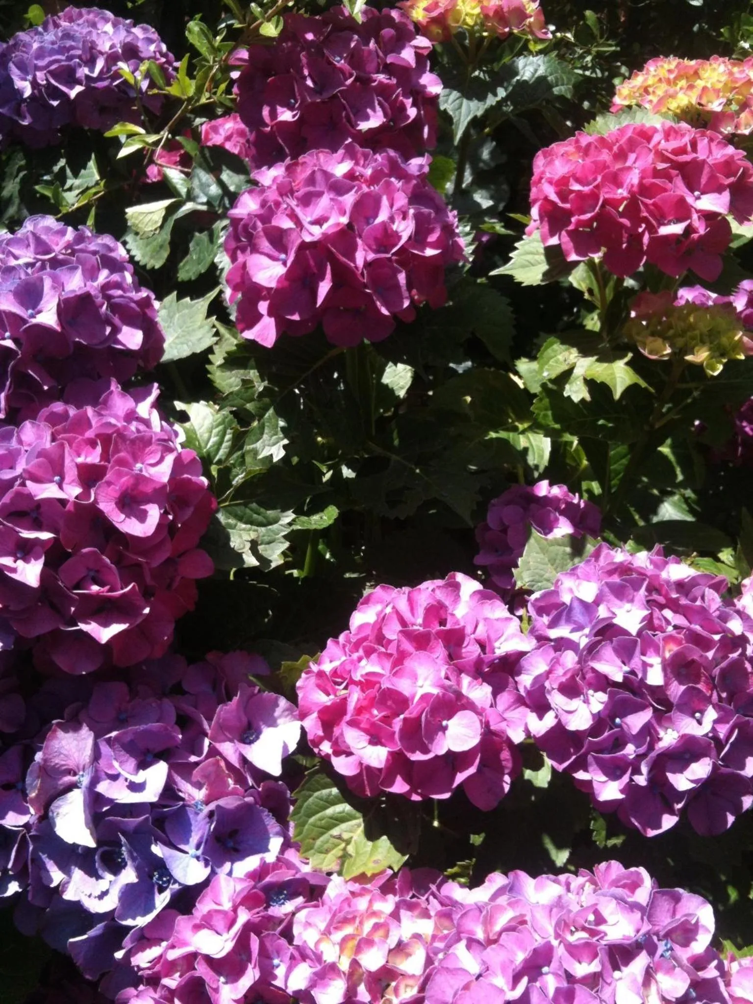 Garden in Le Palazze B&b