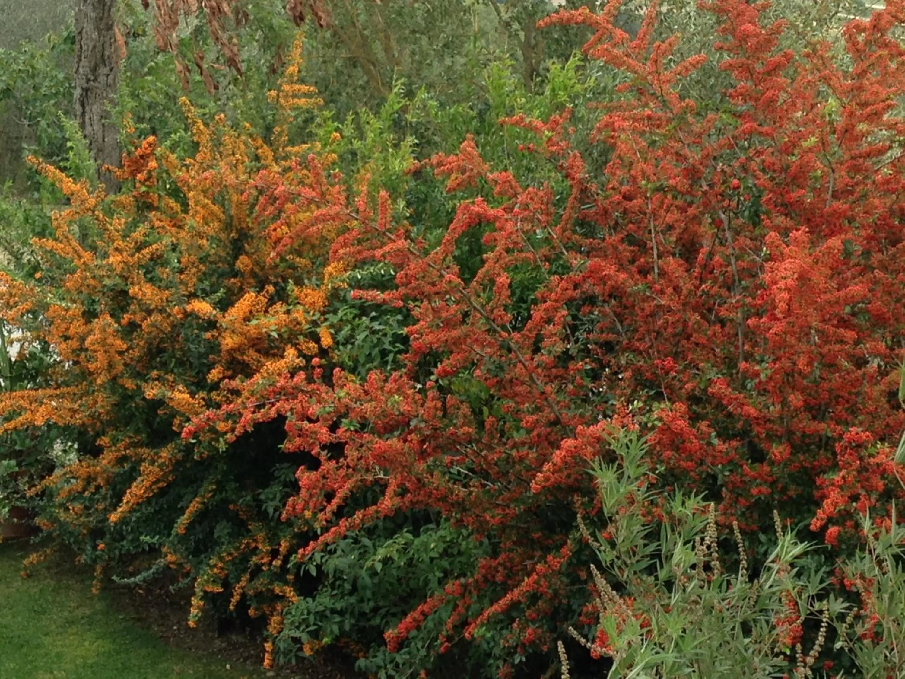 Garden in Le Palazze B&b