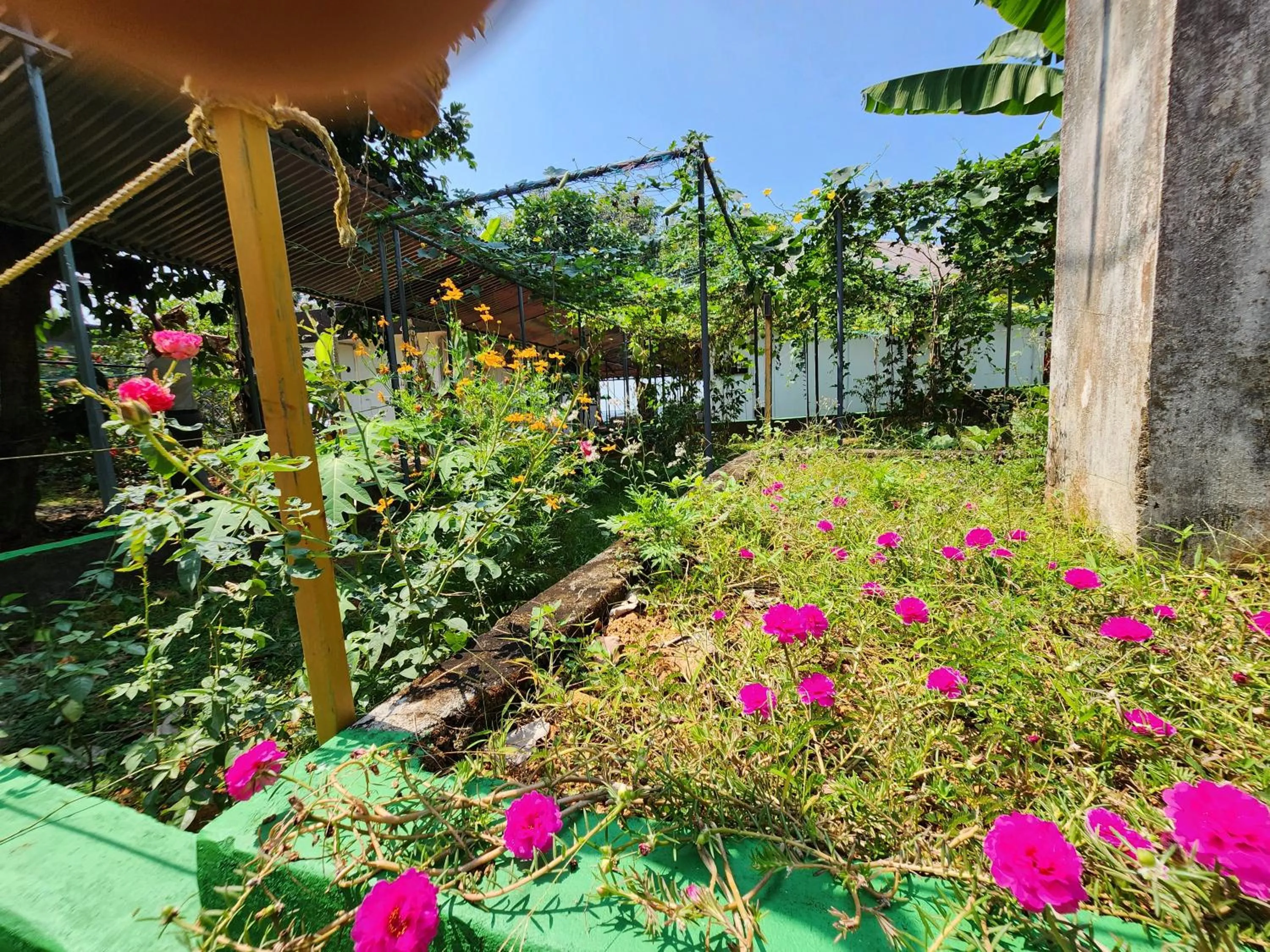 Garden in ILLIKKALAM Lakeside Cottages Kumarakom Kerala