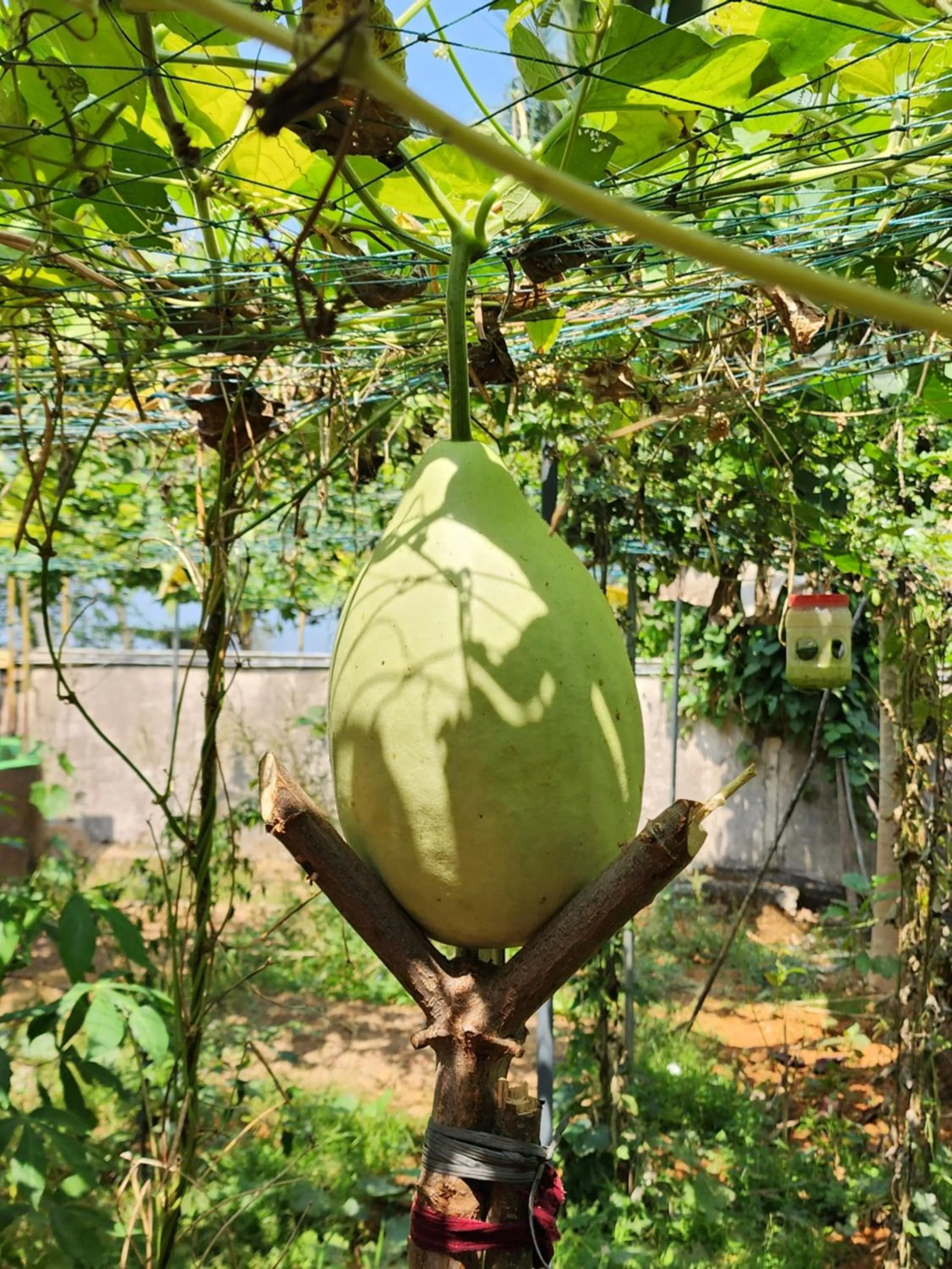 Garden in ILLIKKALAM Lakeside Cottages Kumarakom Kerala