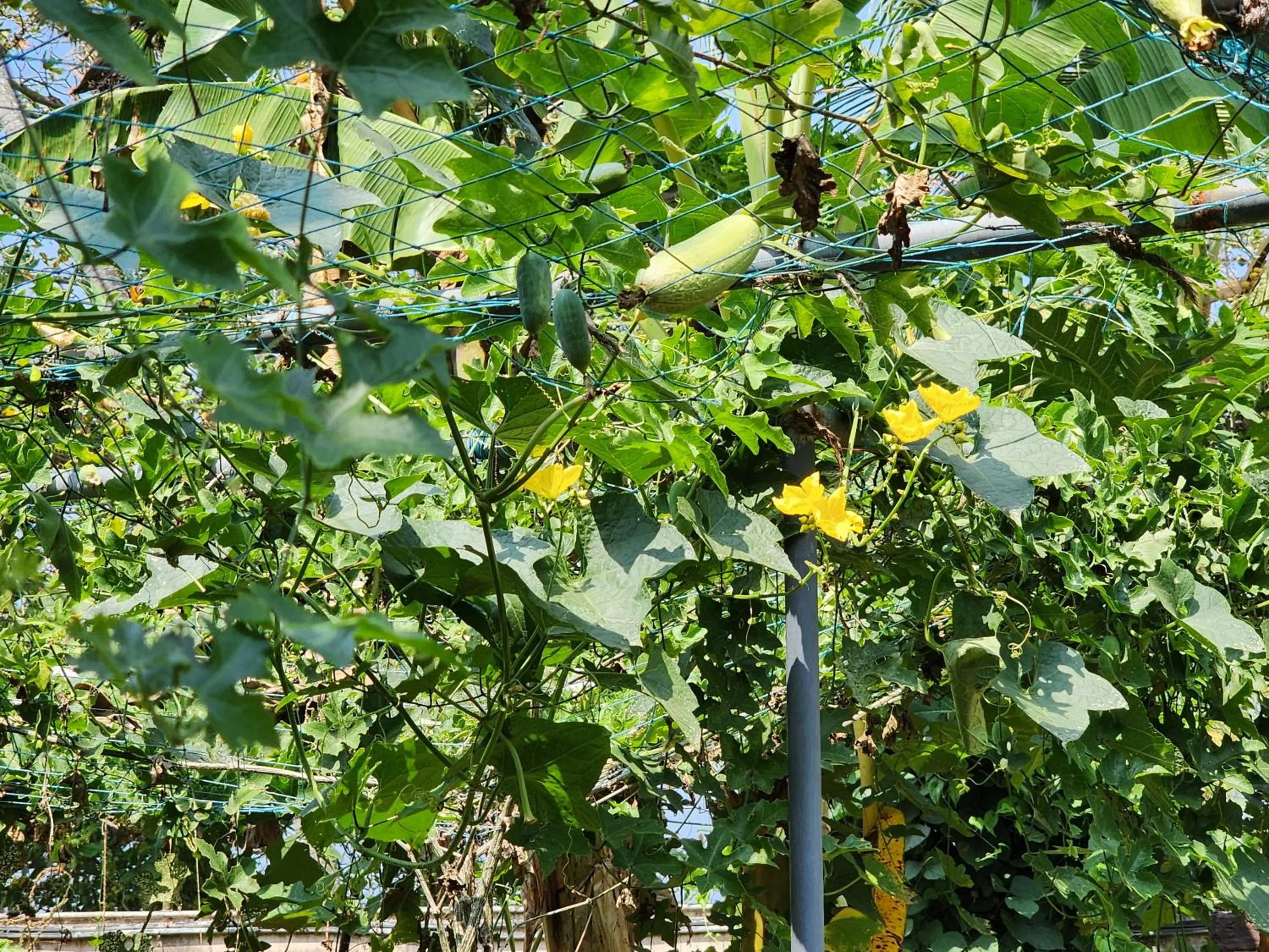 Garden in ILLIKKALAM Lakeside Cottages Kumarakom Kerala