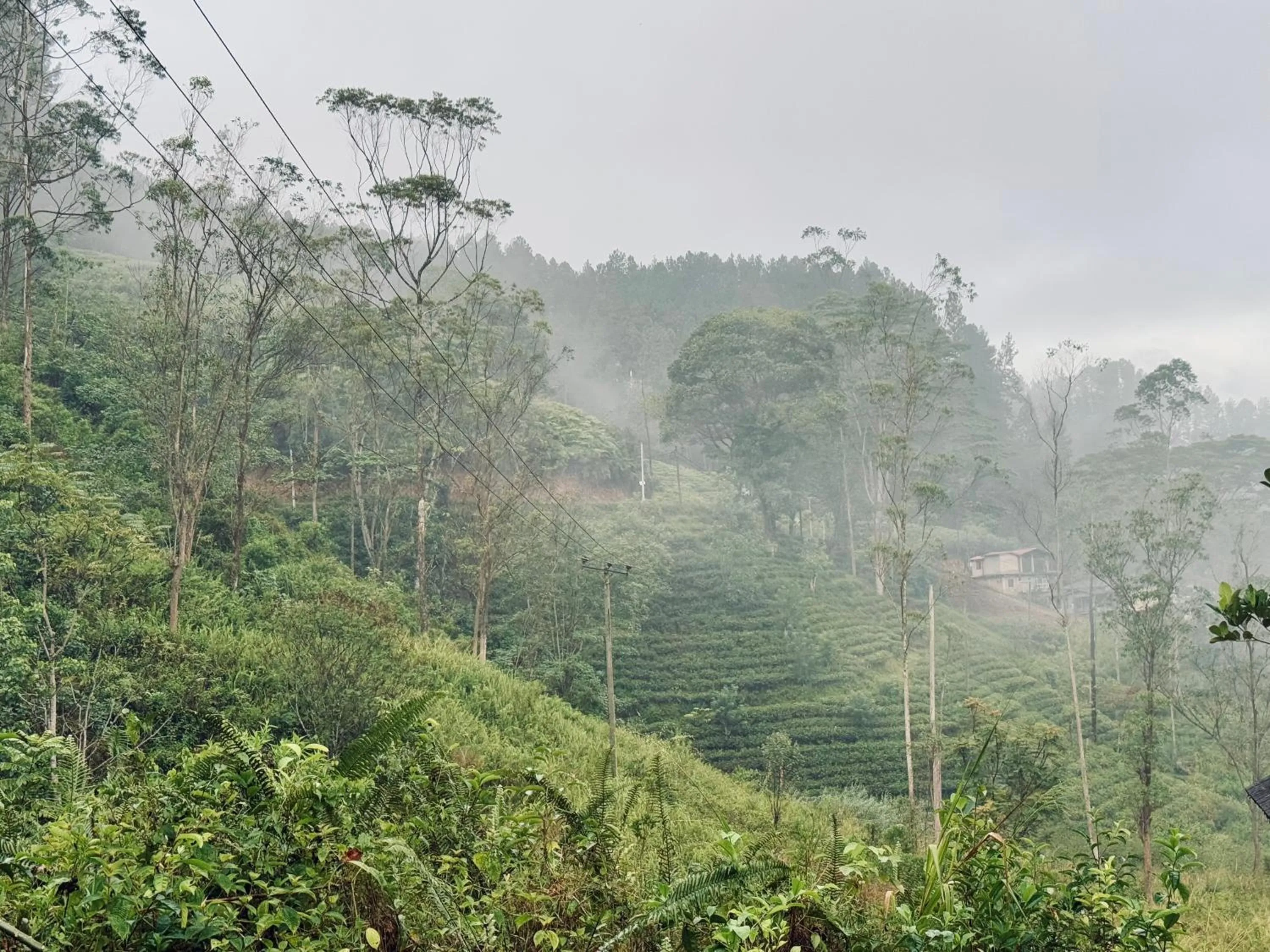 Natural landscape in Watawala Tea Plantation Bungalow