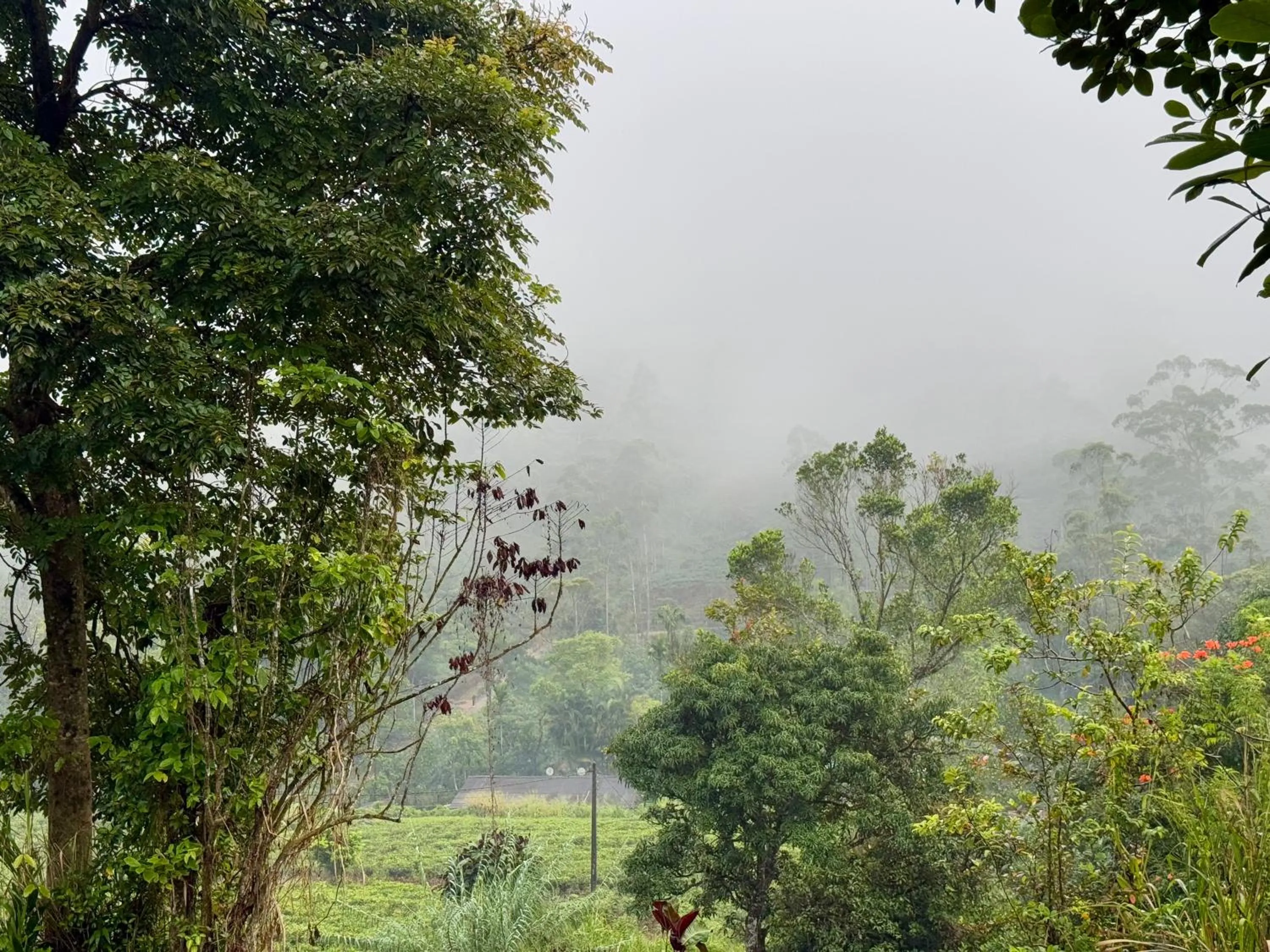 Natural landscape in Watawala Tea Plantation Bungalow
