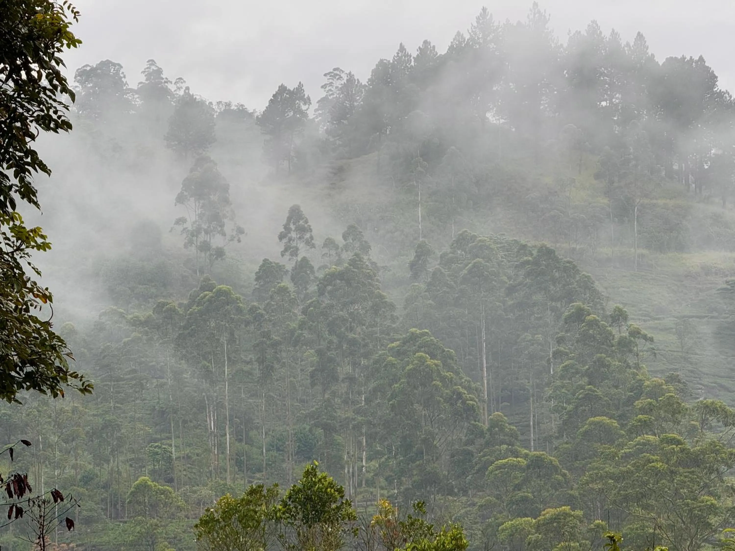 Natural landscape in Watawala Tea Plantation Bungalow