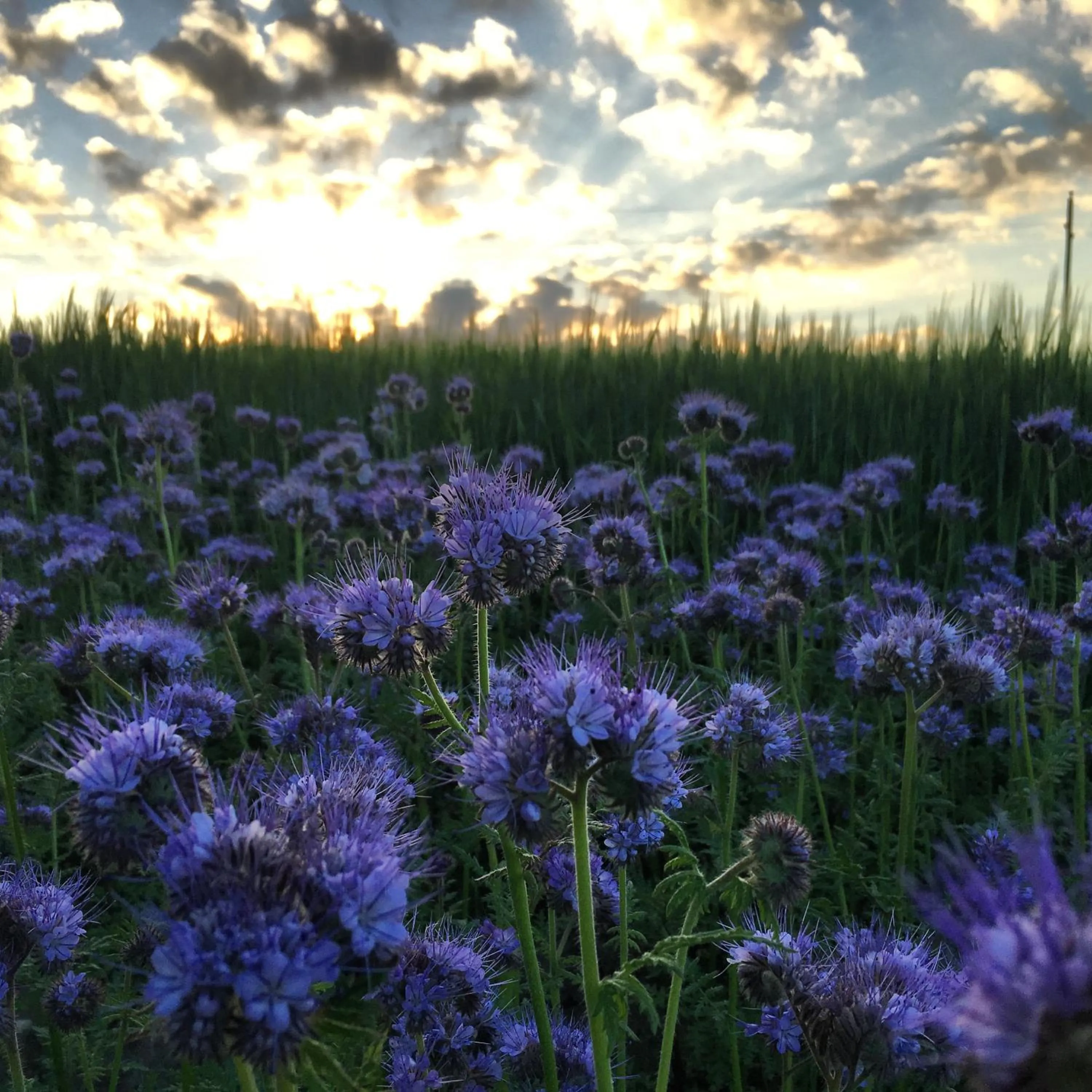 Natural landscape in Sydkustens at Pillehill