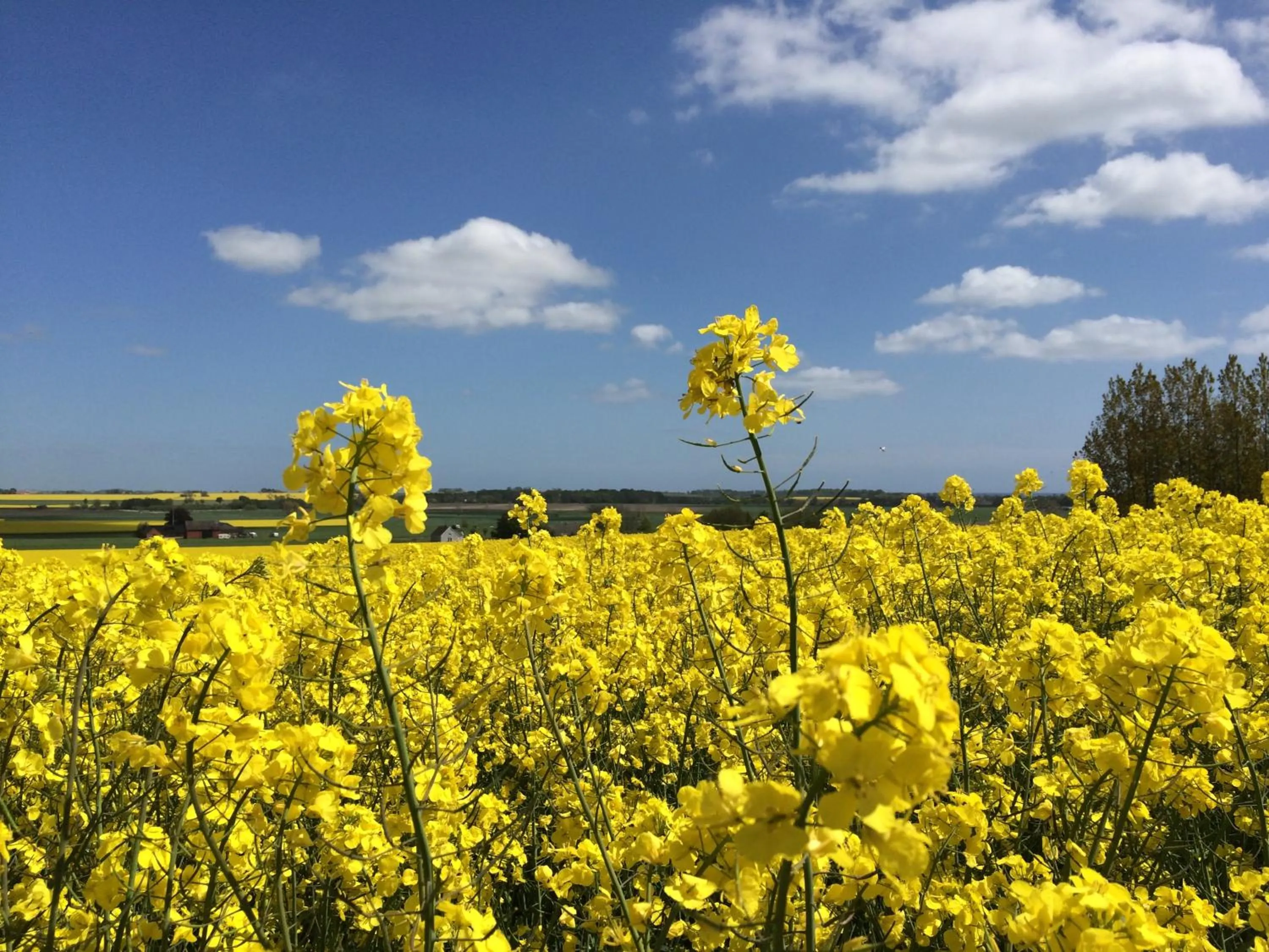 Spring in Sydkustens at Pillehill