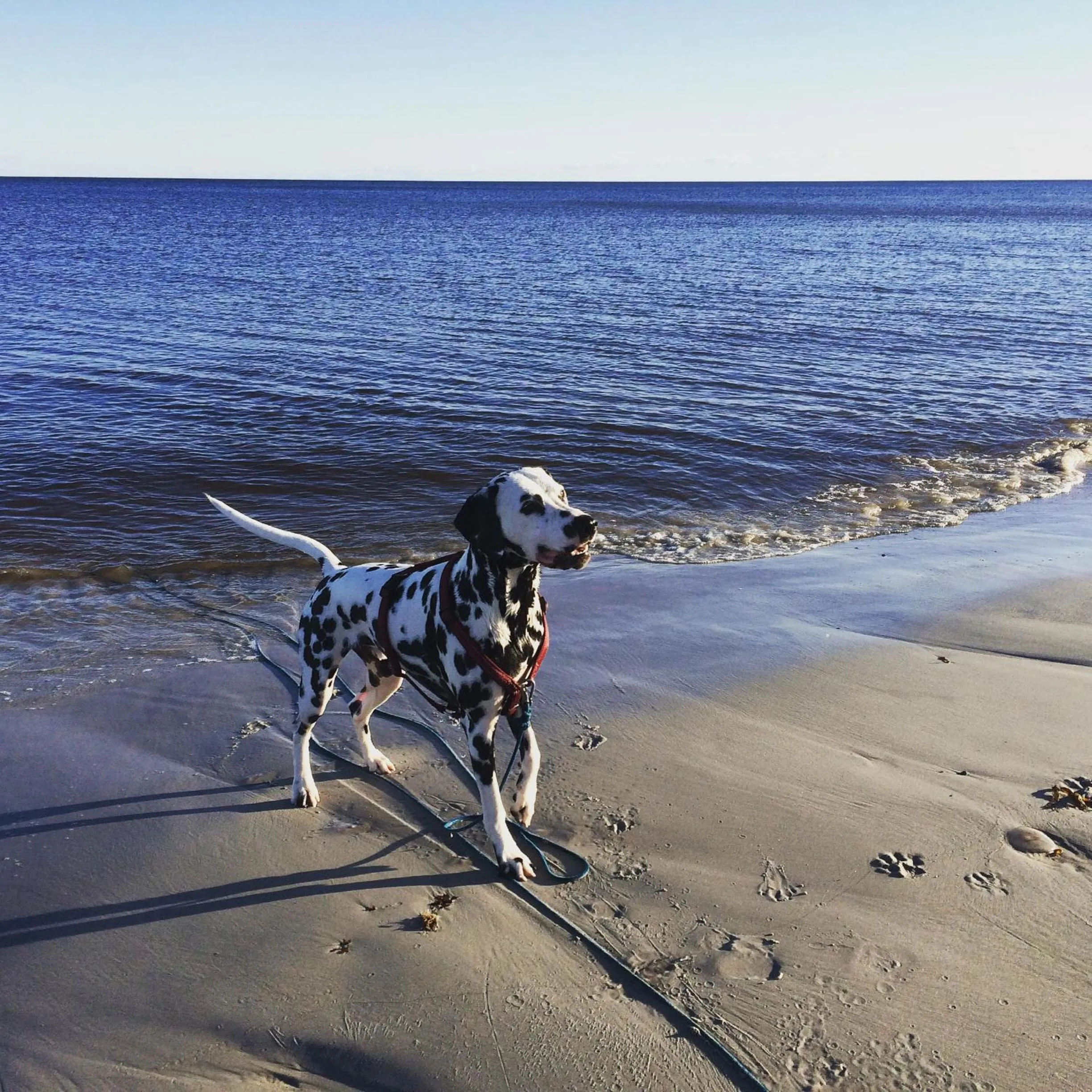 Staff in Sydkustens at Pillehill