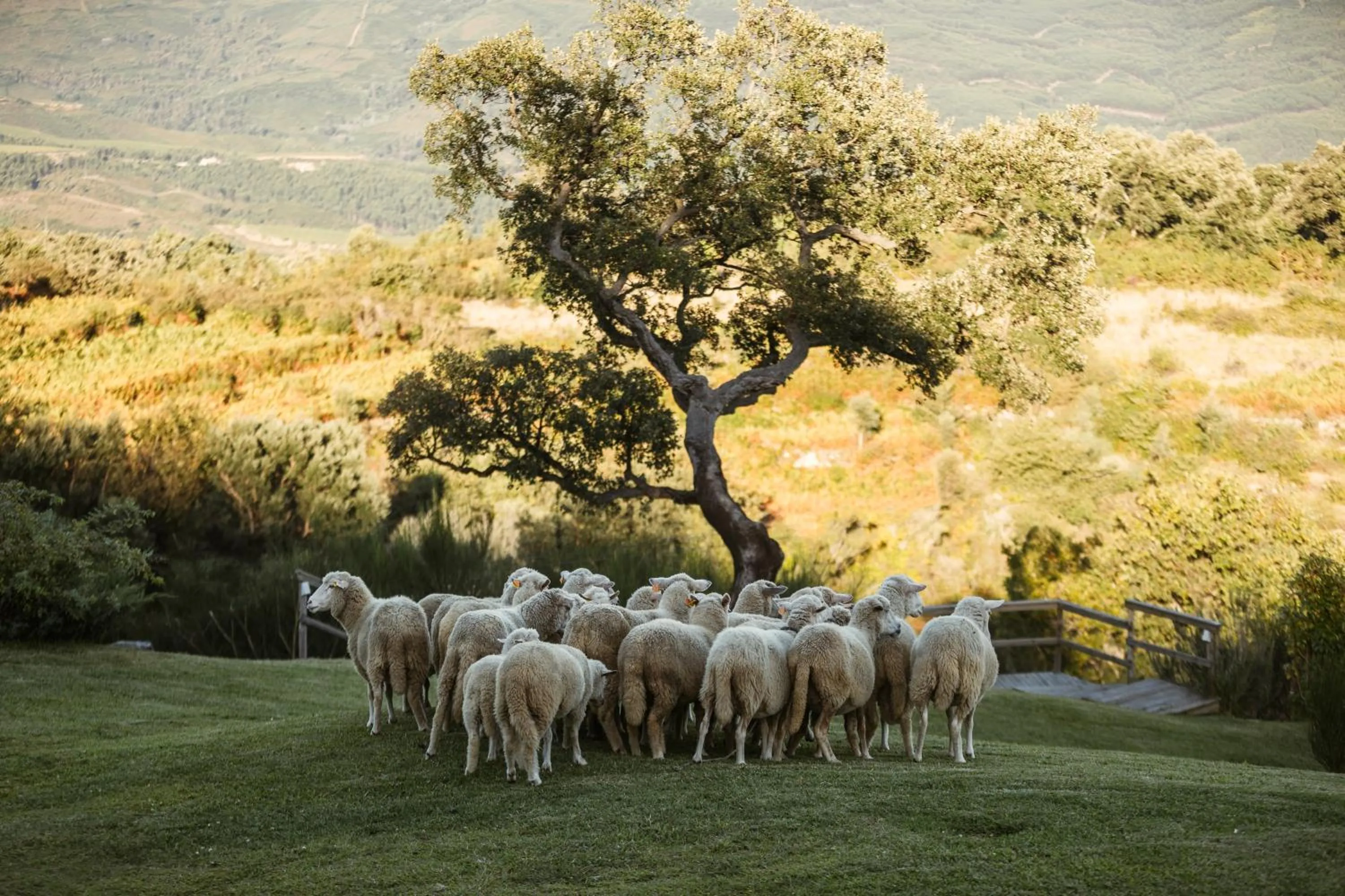 Animals in Cerquido by NHôme