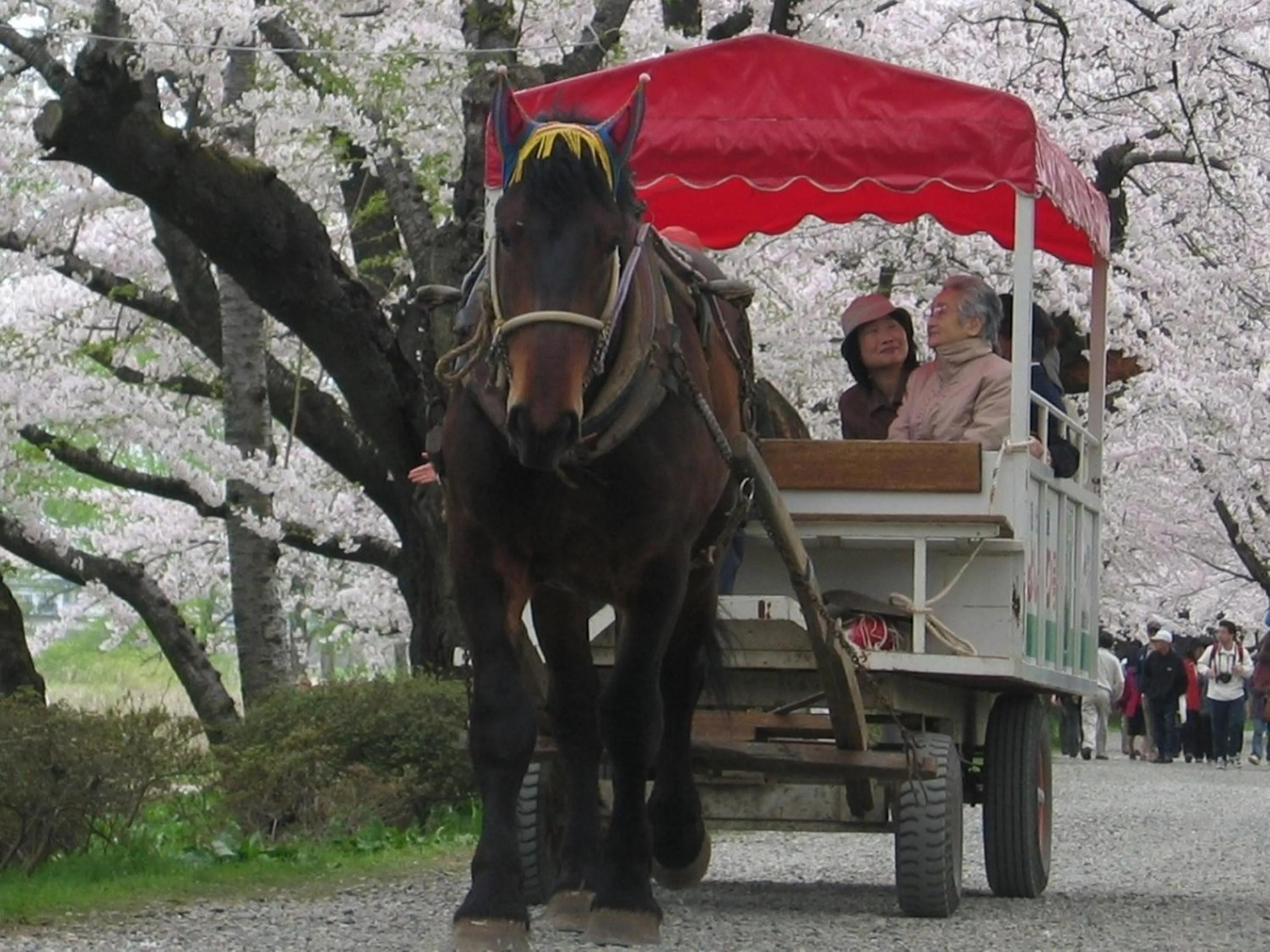 Spring in Yamayuri no Yado