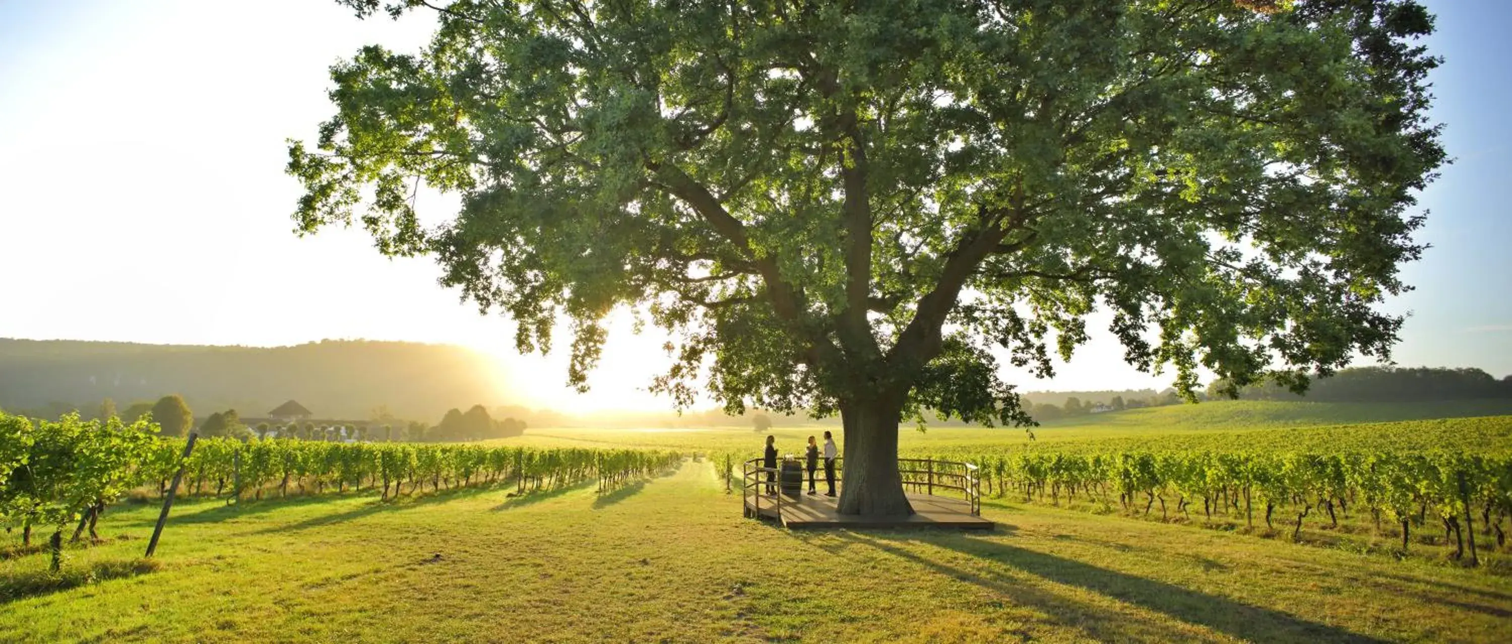 View (from property/room) in Denbies Vineyard Hotel View (from property/room) in Denbies Vineyard Hotel