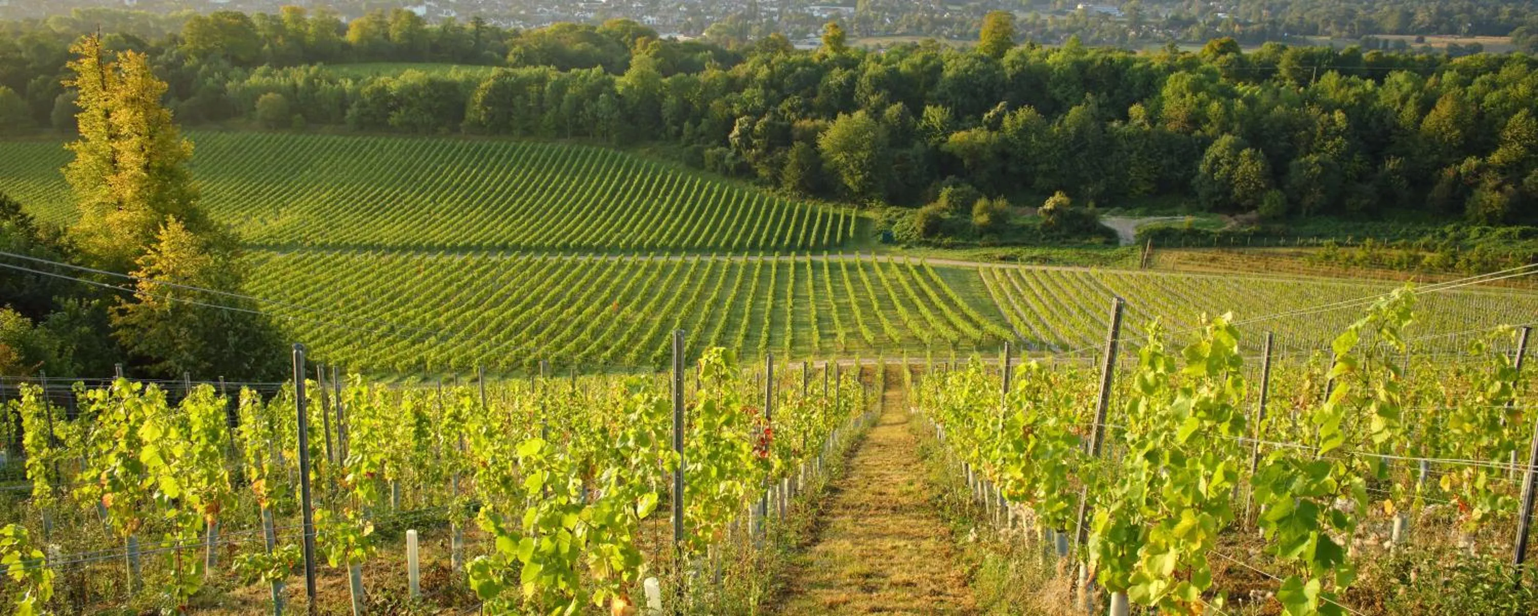 View (from property/room) in Denbies Vineyard Hotel