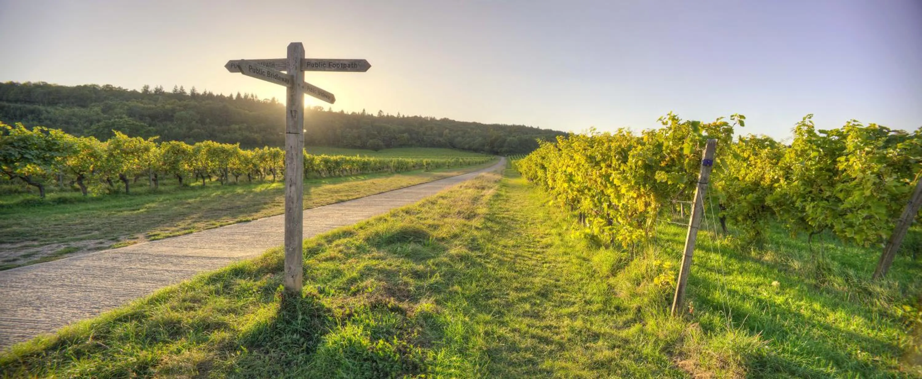 View (from property/room) in Denbies Vineyard Hotel