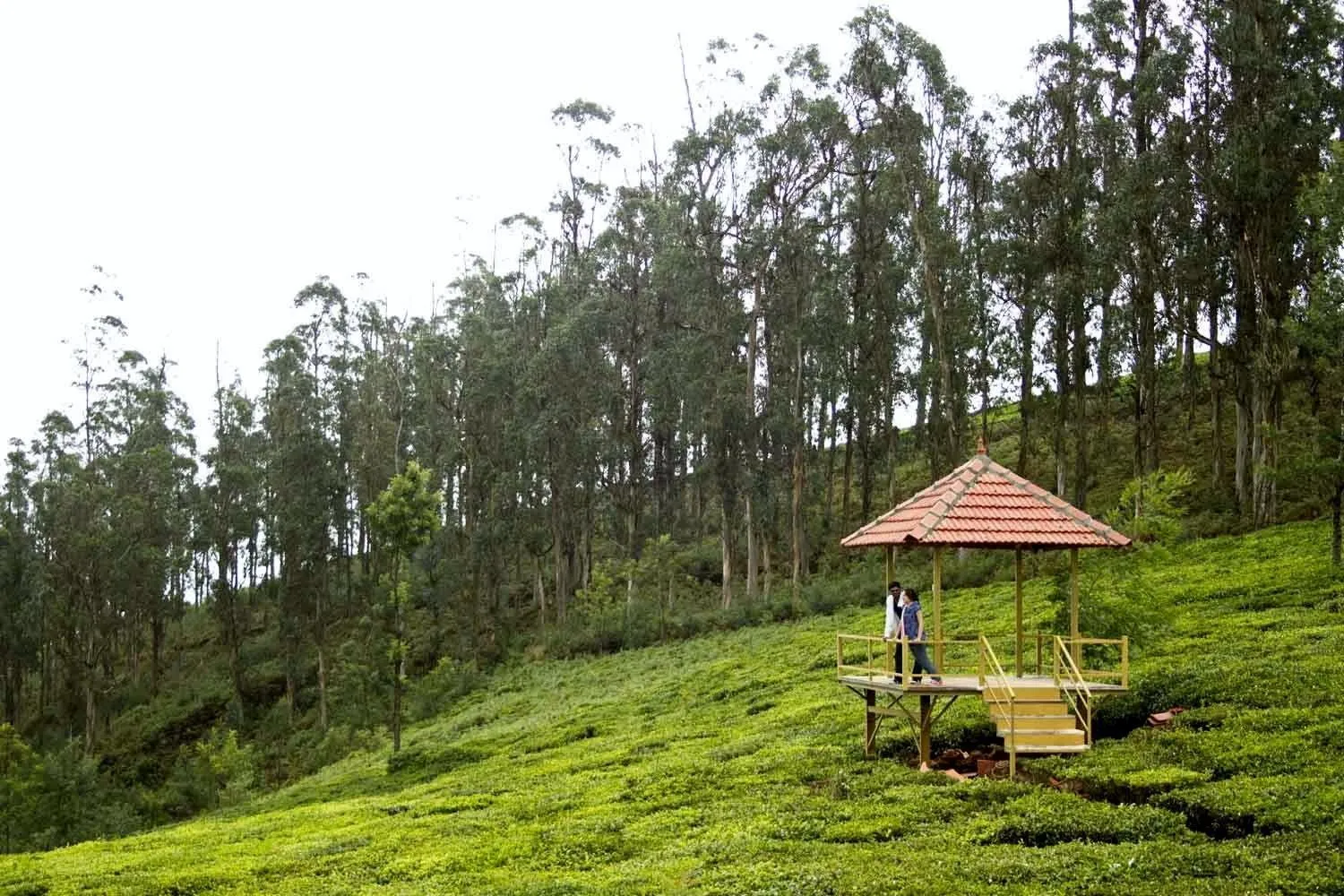 Area and facilities in Green Nest Resort Ooty