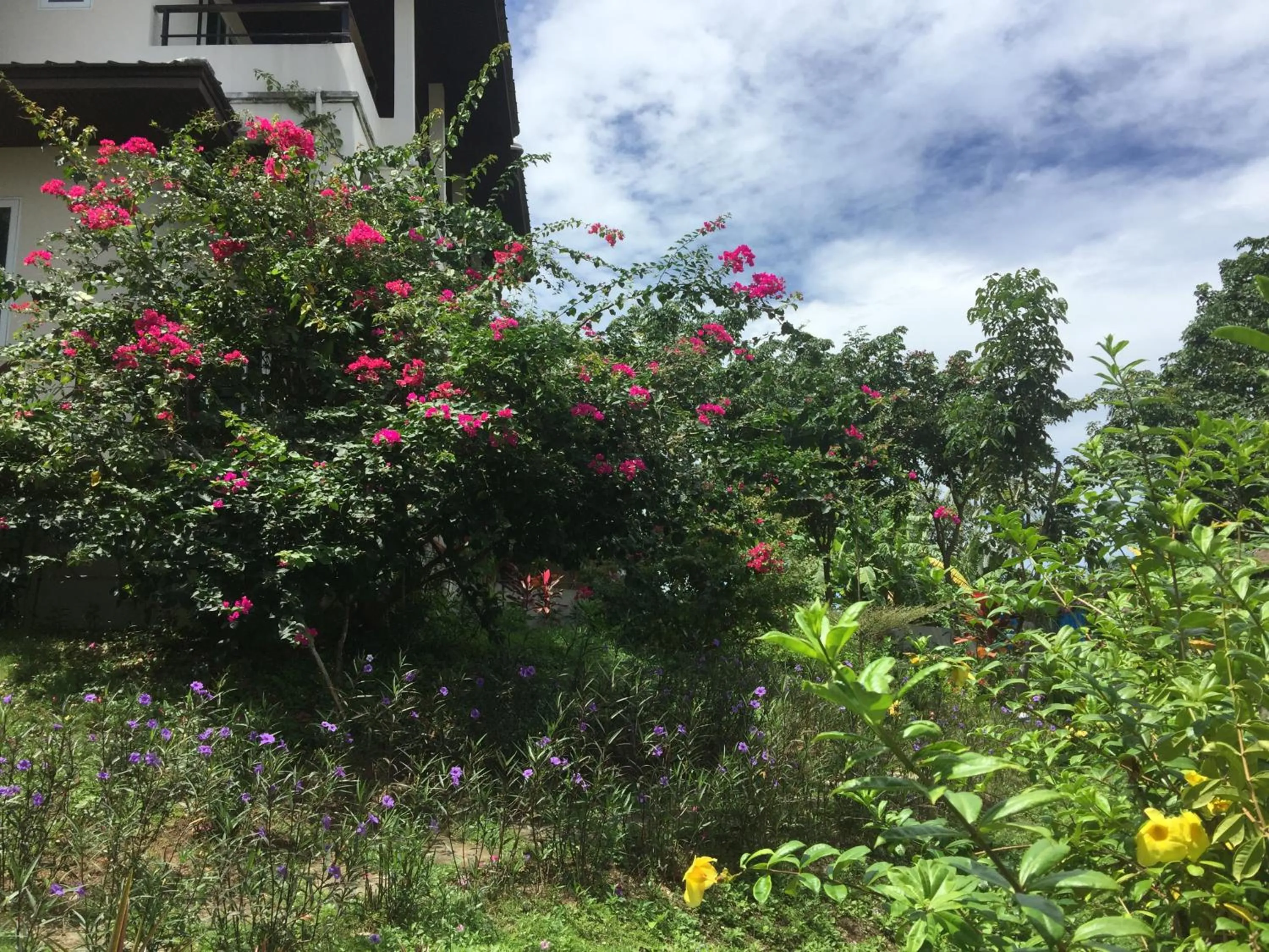 Garden in TROPICA - Villas Resort