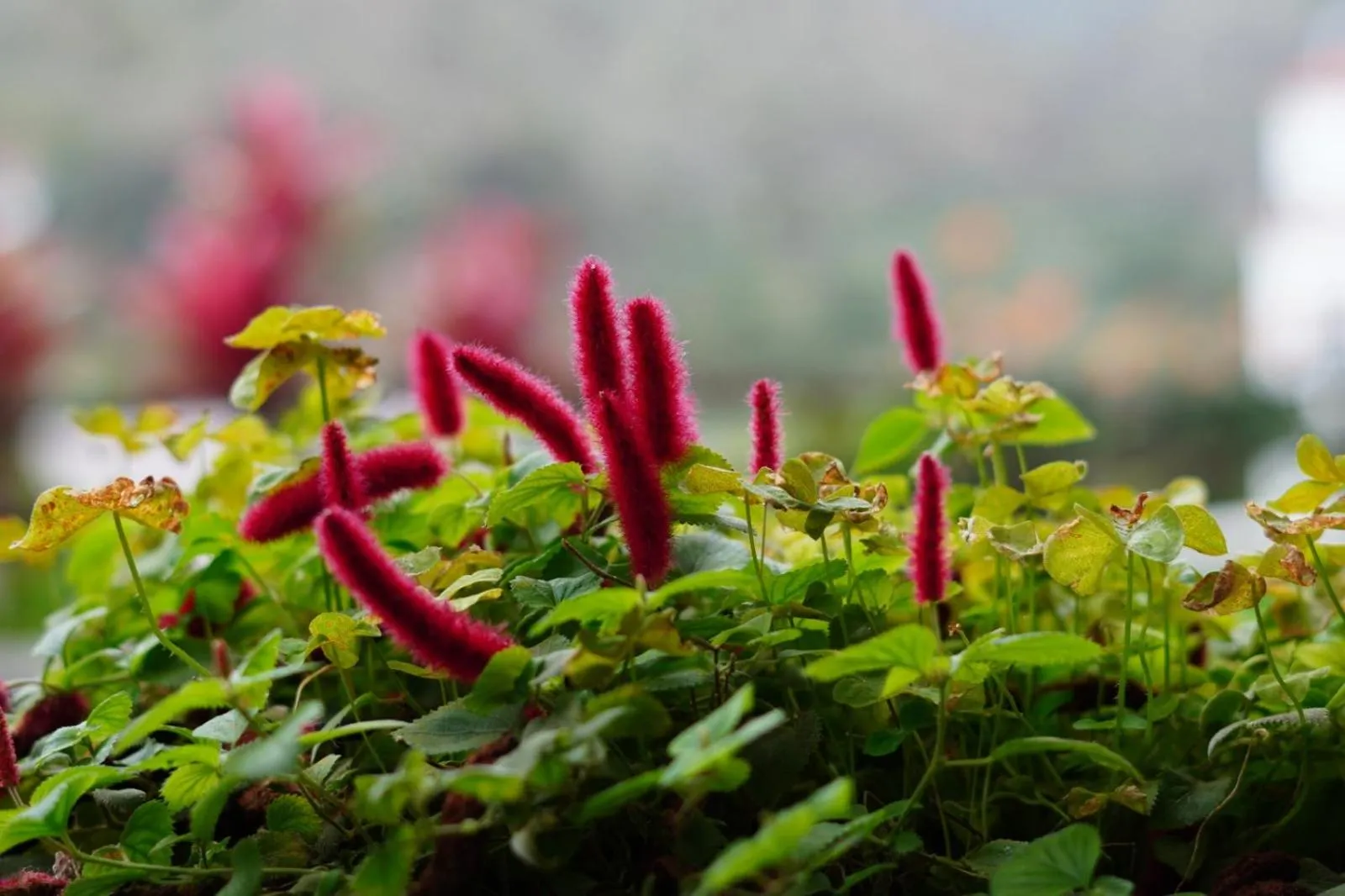 Garden in Suites Los Telares - Adults Recommended