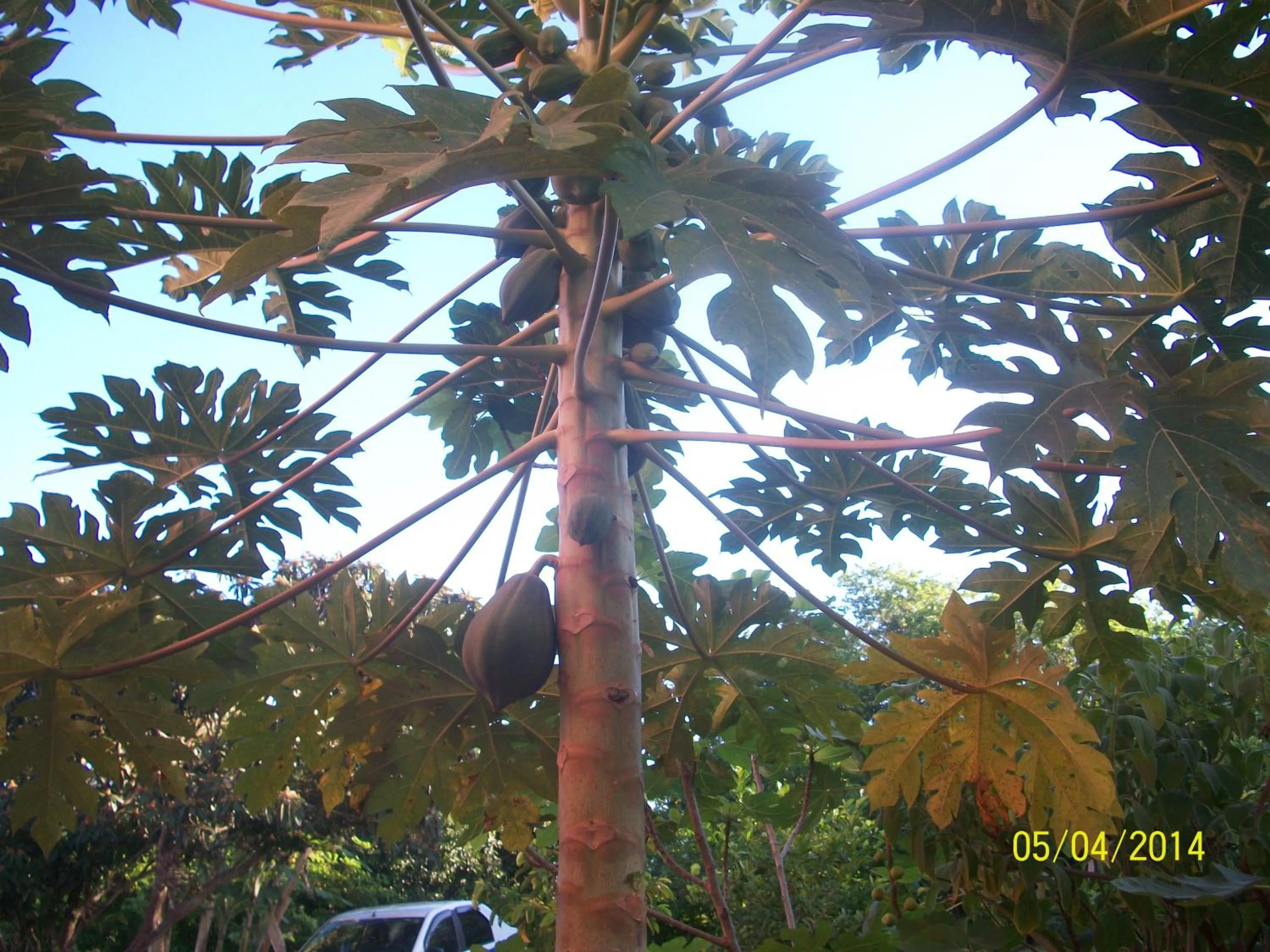 Garden view in Pousada Pimenta Rosa