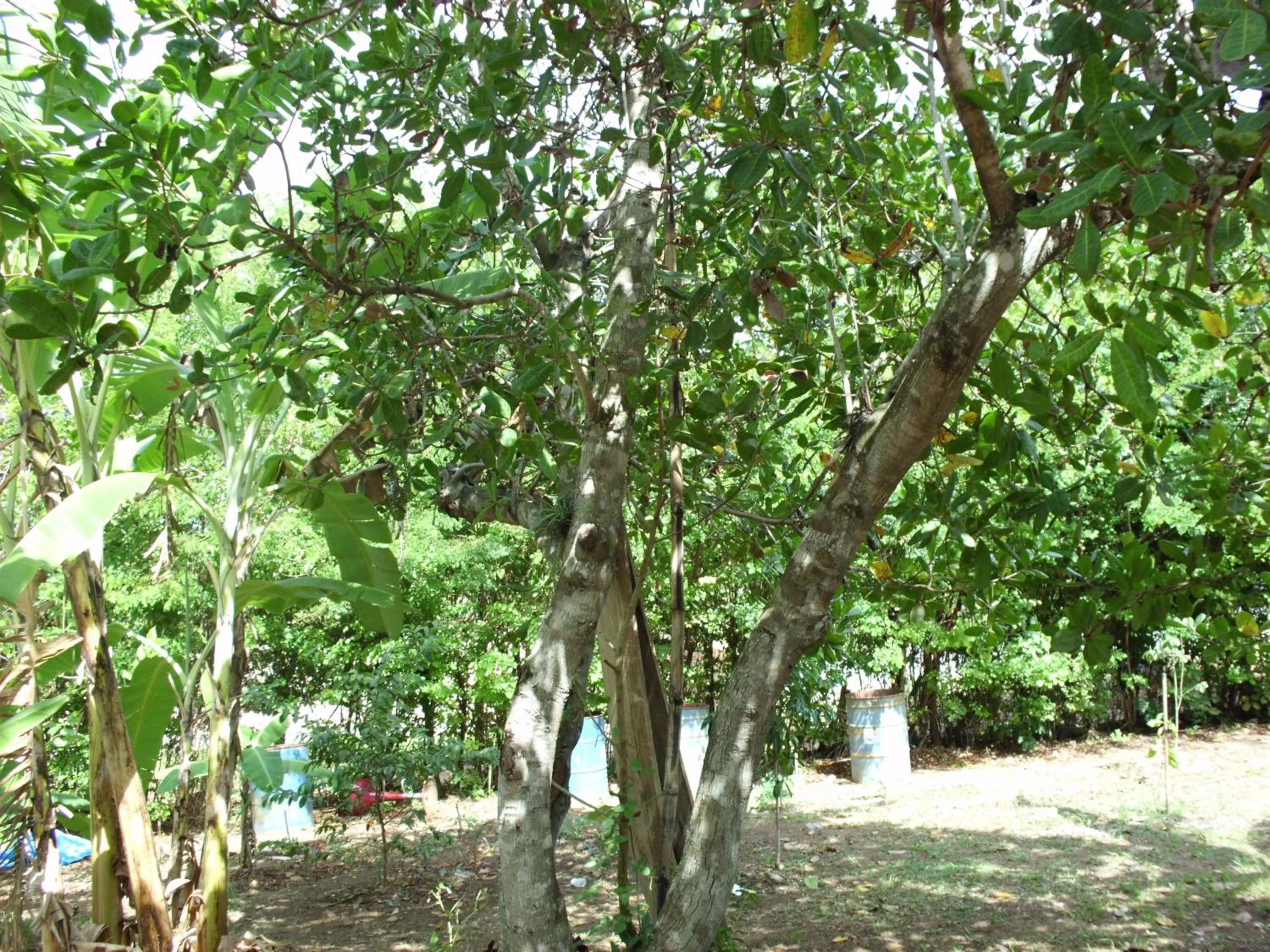 Garden view in Pousada Pimenta Rosa