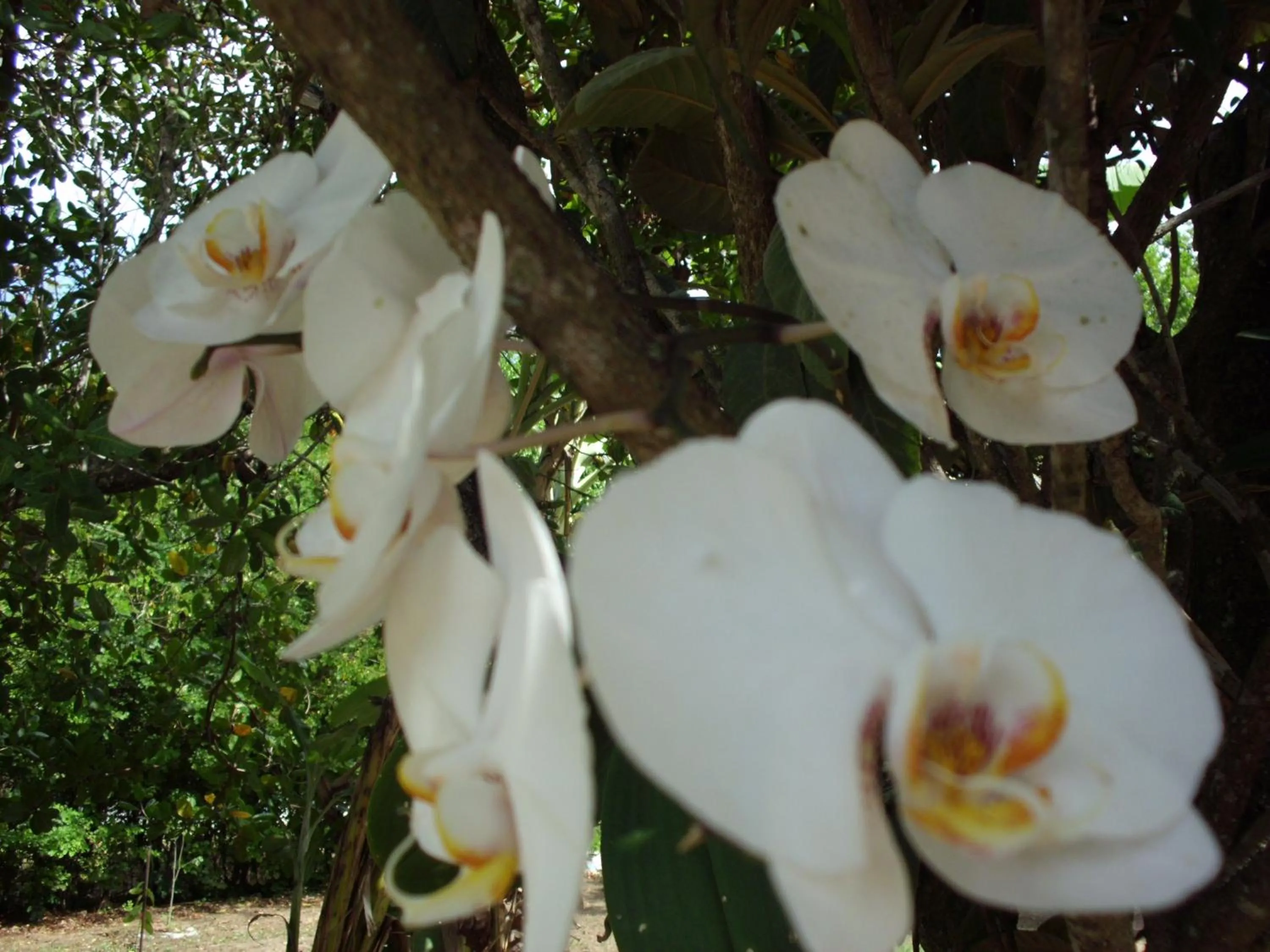 Natural landscape in Pousada Pimenta Rosa
