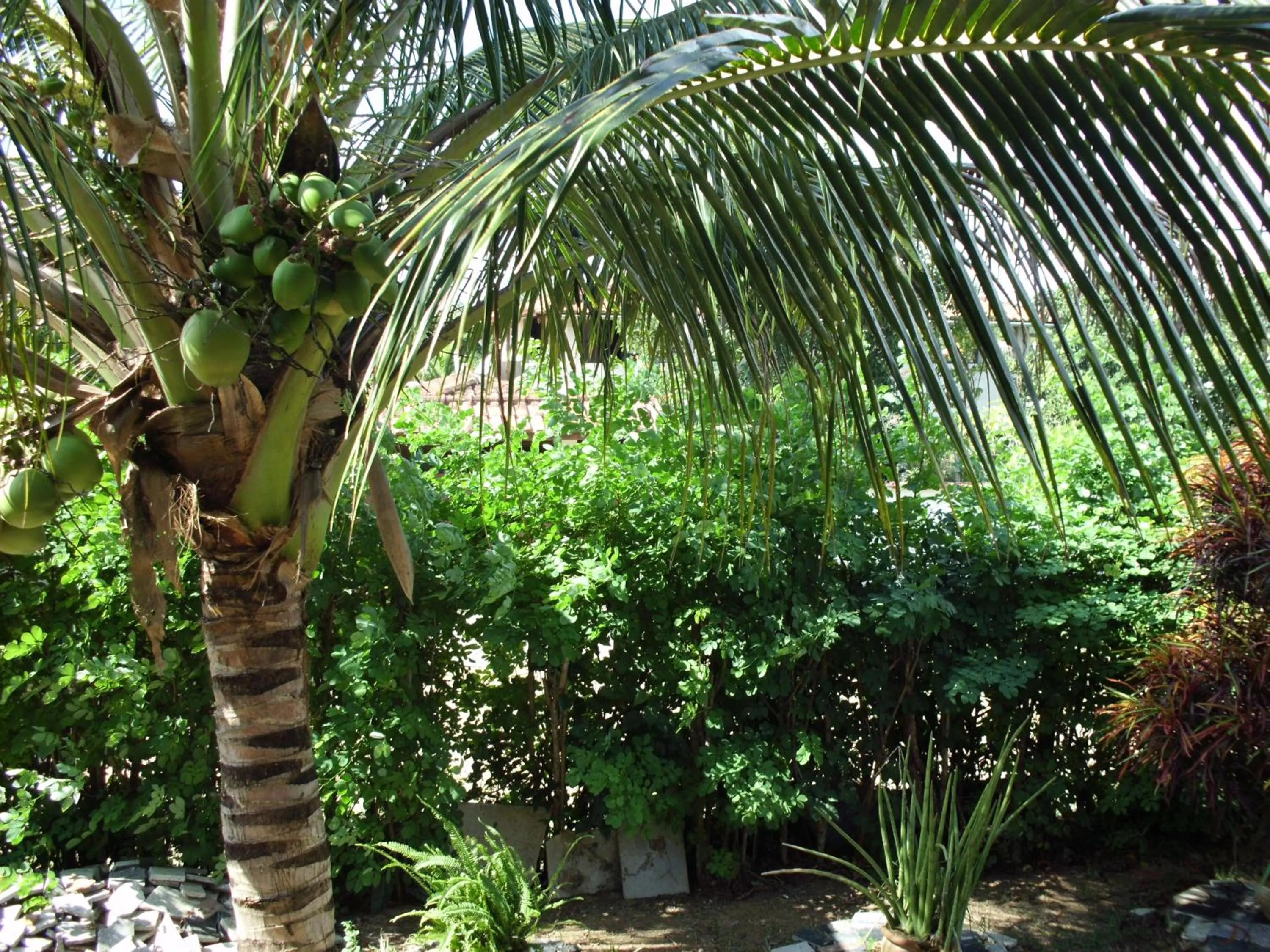 Garden in Pousada Pimenta Rosa