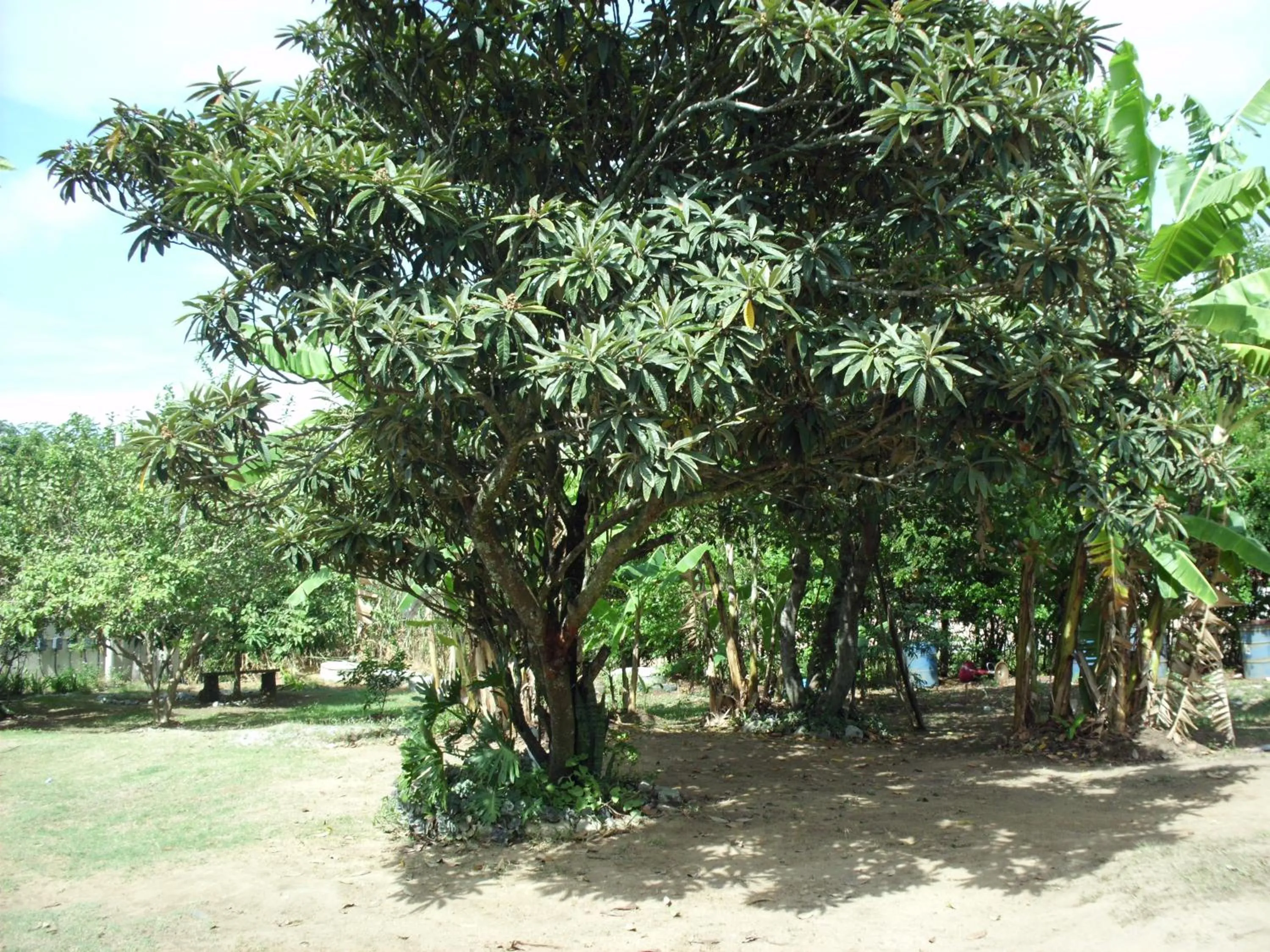 Garden view in Pousada Pimenta Rosa