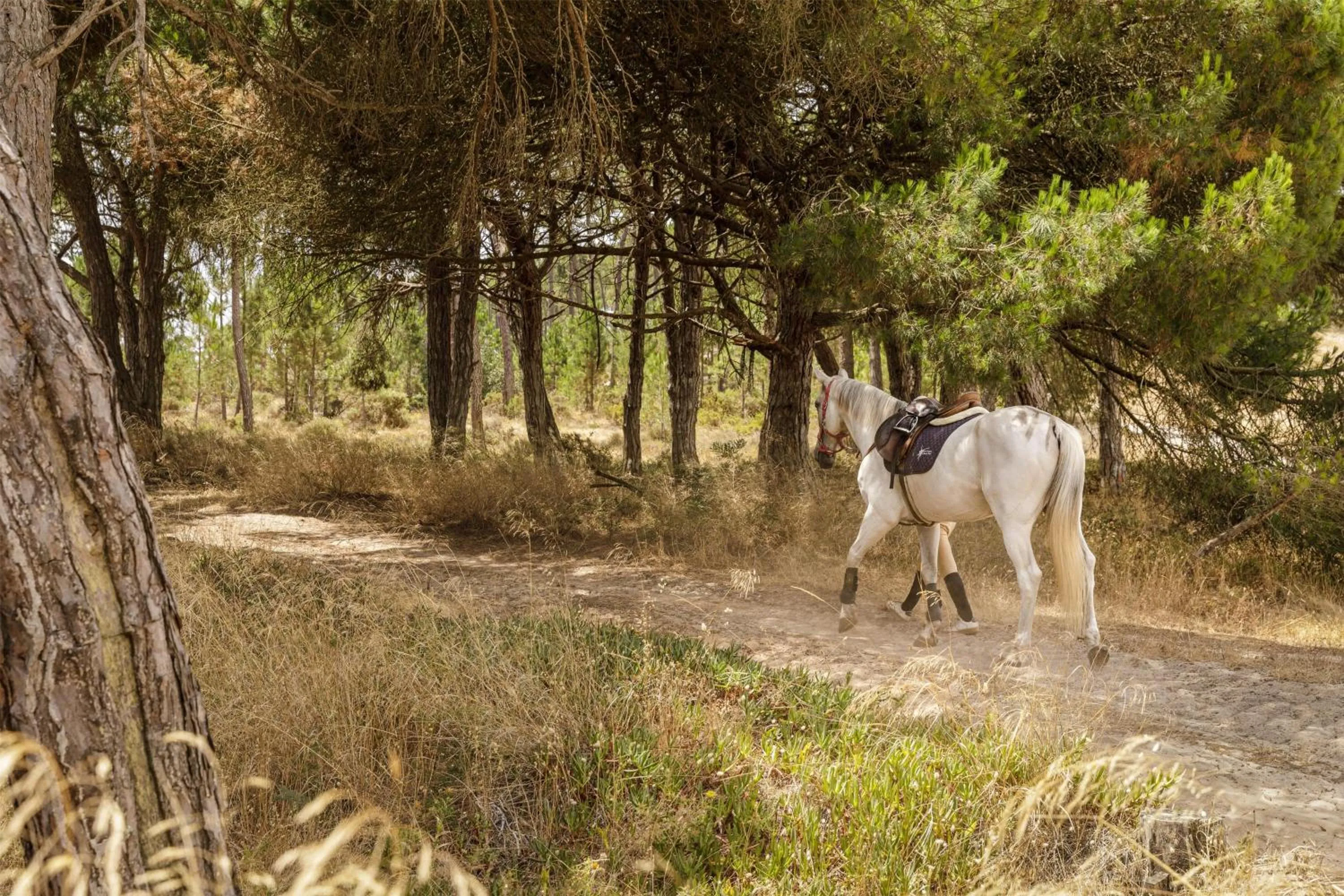 Activities in Amarello Hotel Praia Santo André, Tapestry Collection by Hilton