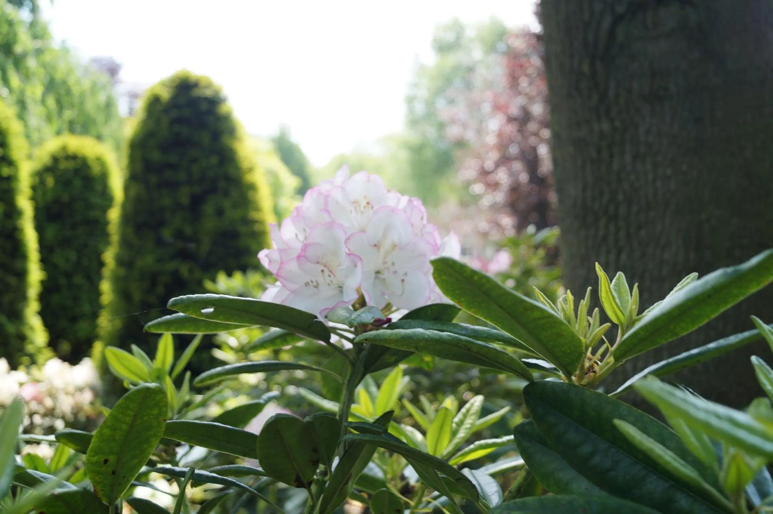 Eersel's Groen