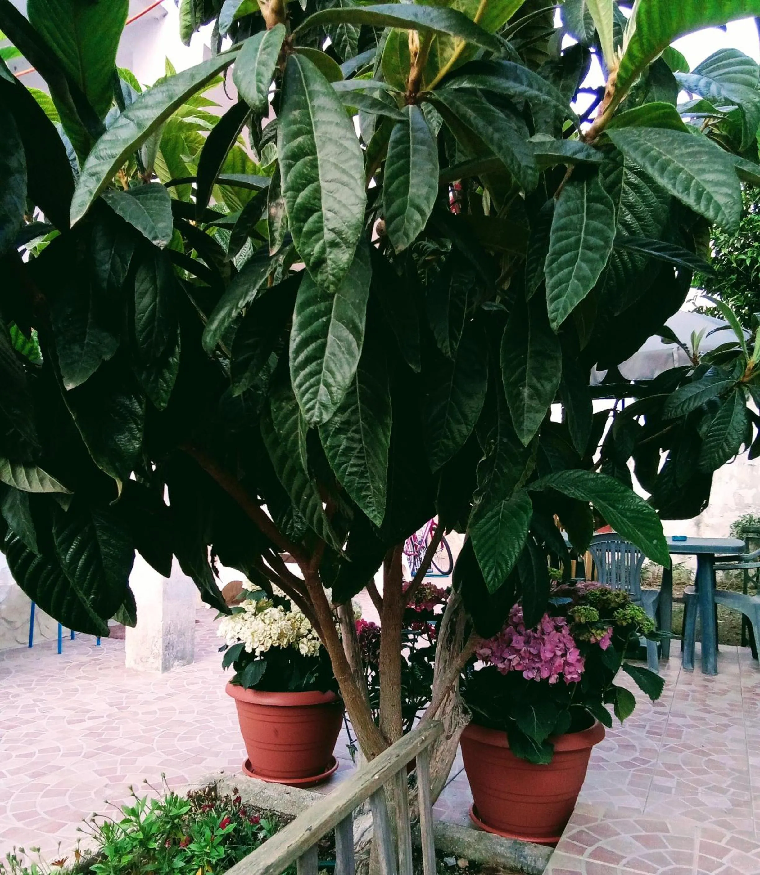 B&B Fenice Barocca
