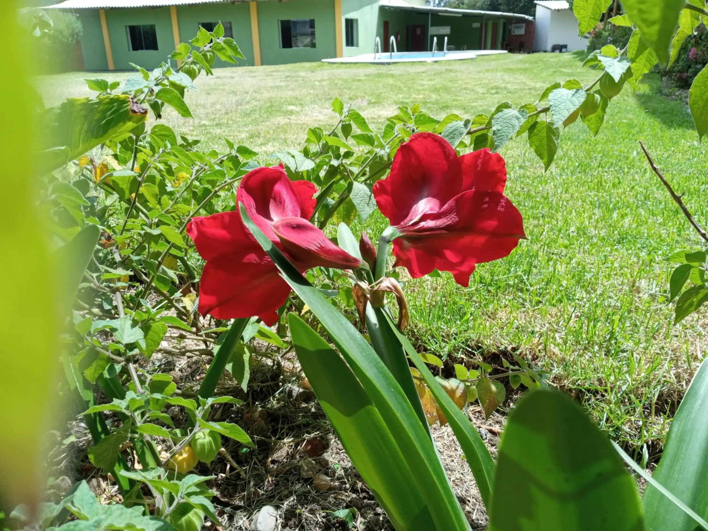 Garden in Hotel COMTUCAR