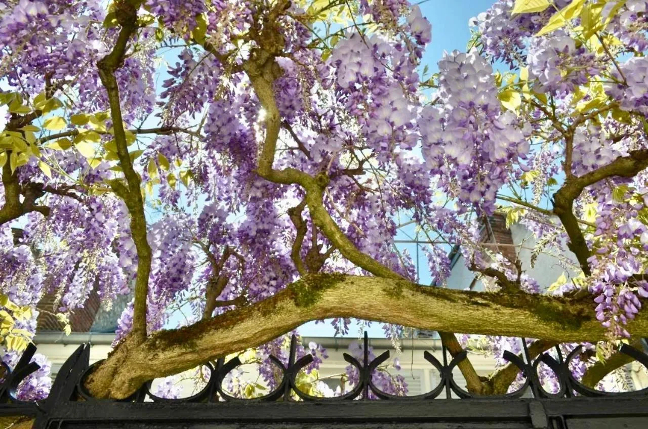 Wisteria