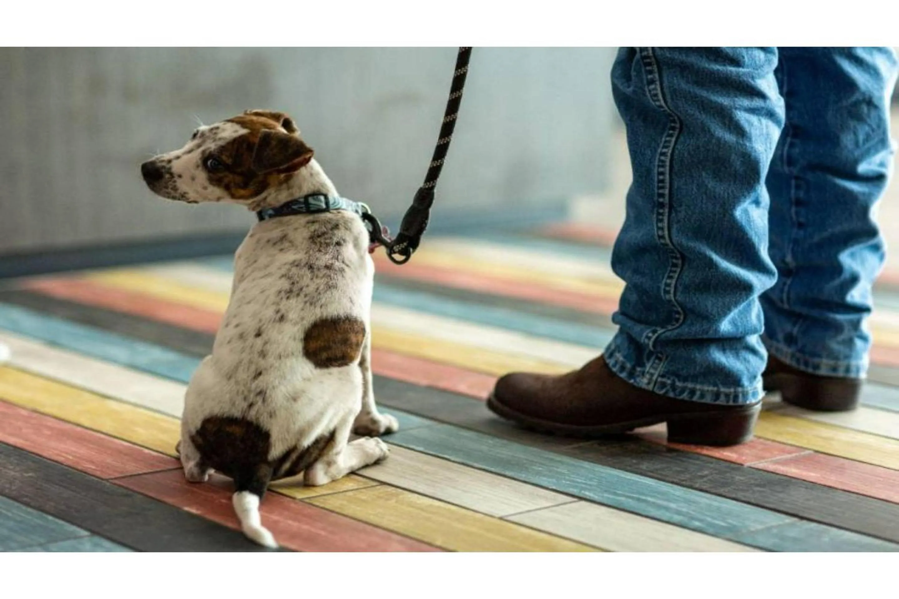 pet friendly in Studio 6 Southgate MI Detroit