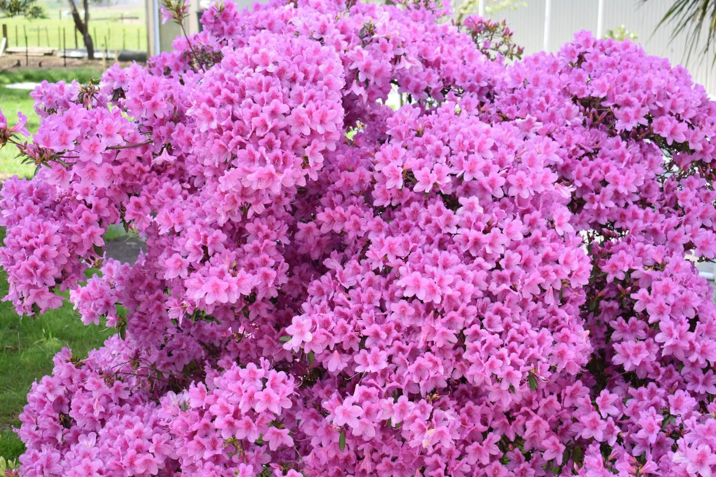 Garden in Villa Walton