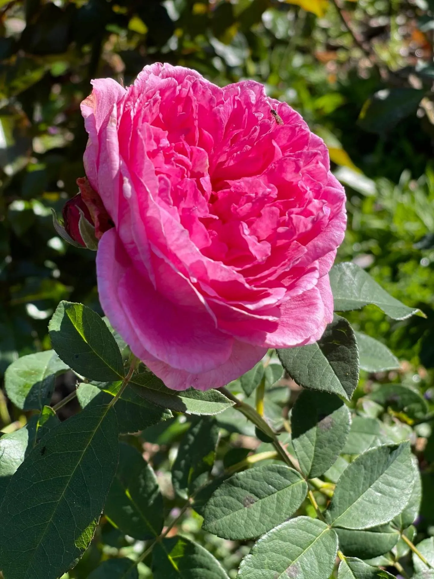 Garden in Villa Walton