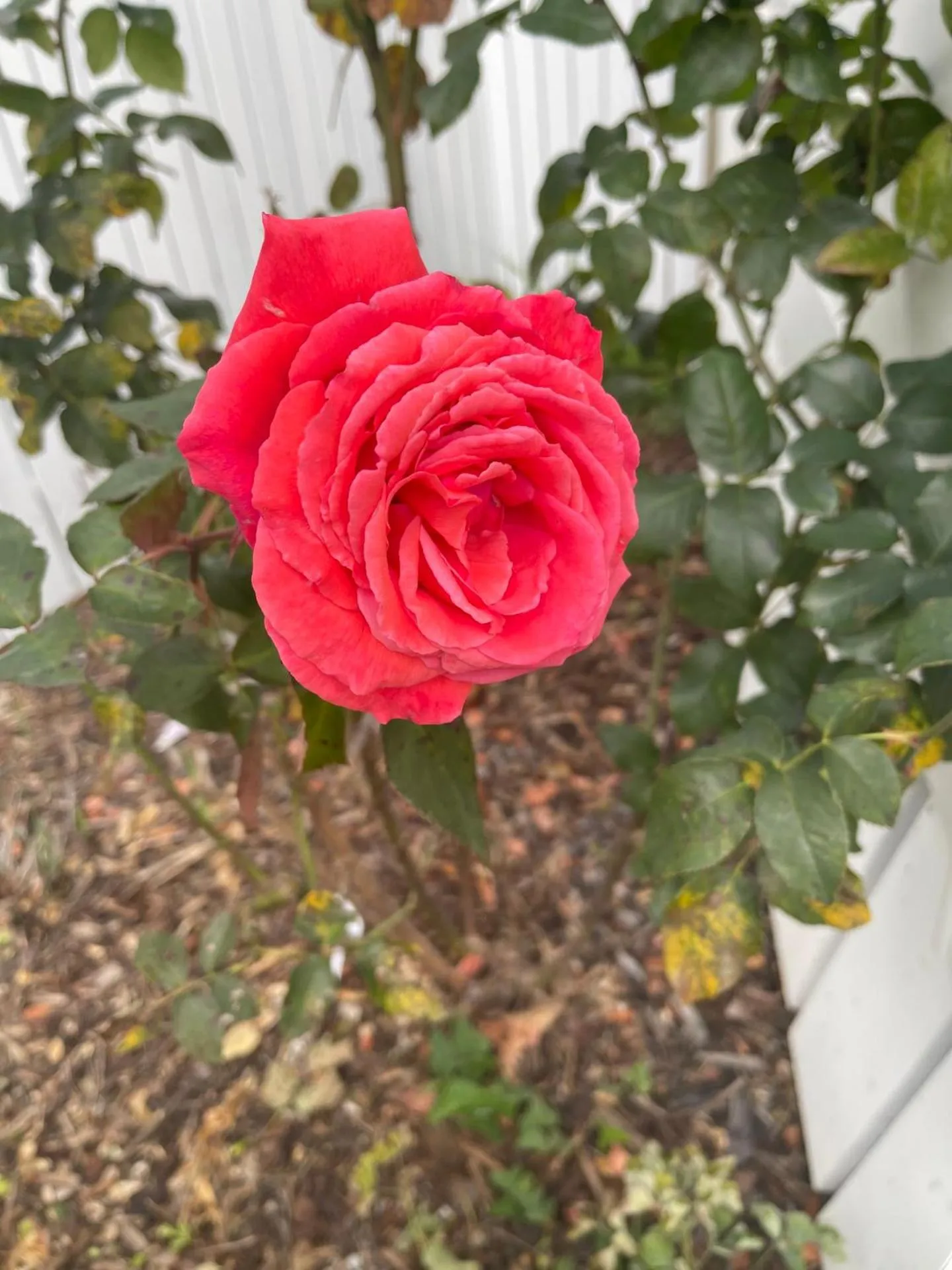Garden in Villa Walton