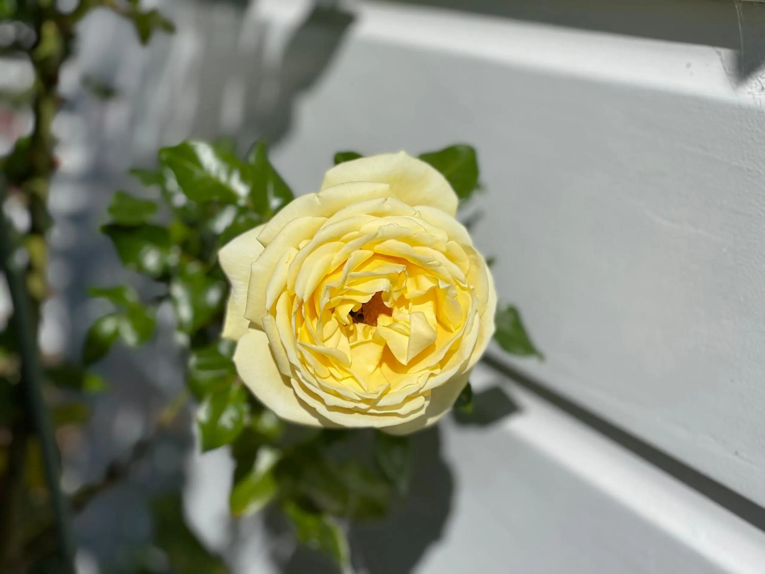 Garden in Villa Walton